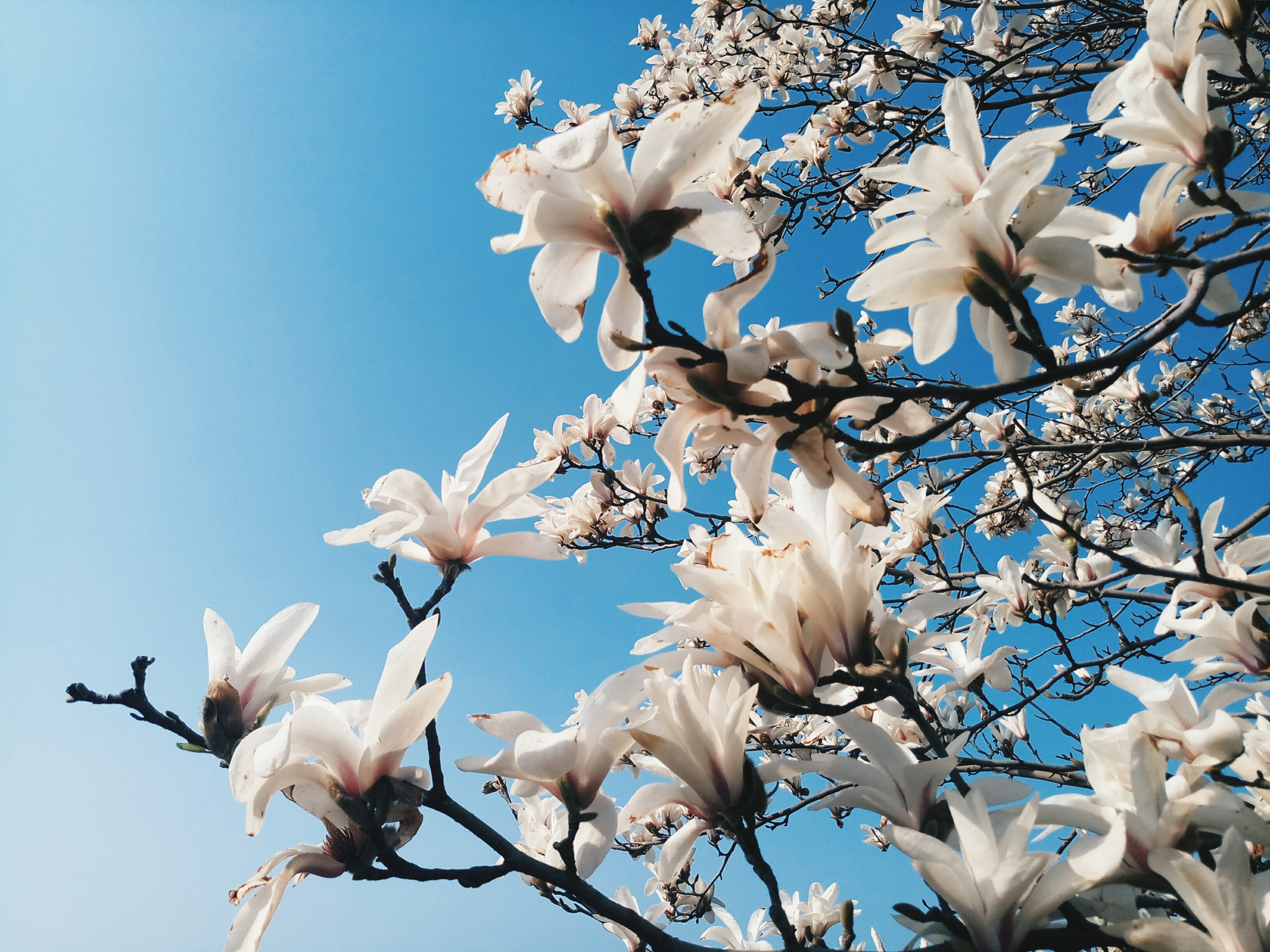 Meizu MX6 sample photo