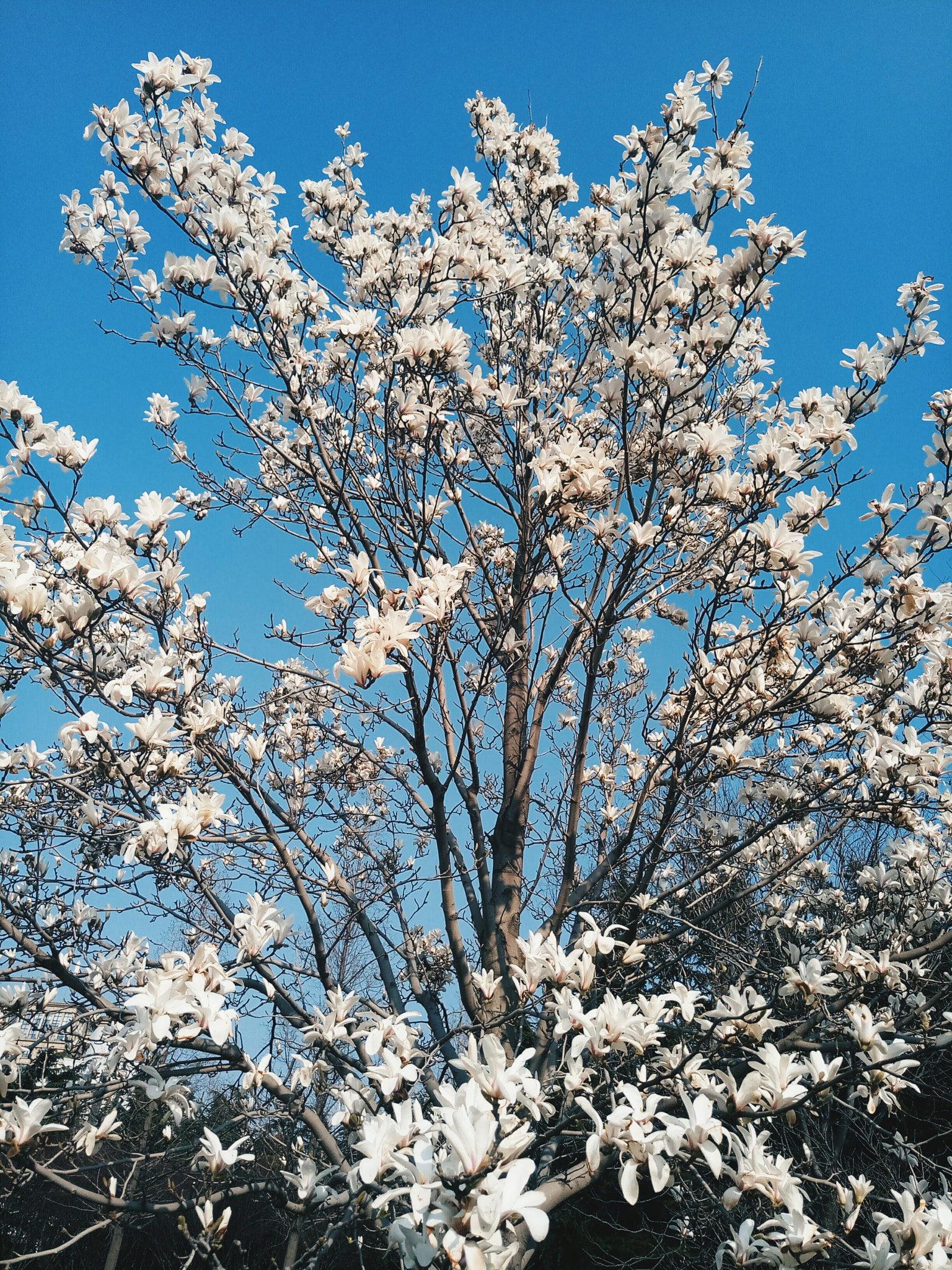 Meizu MX6 sample photo