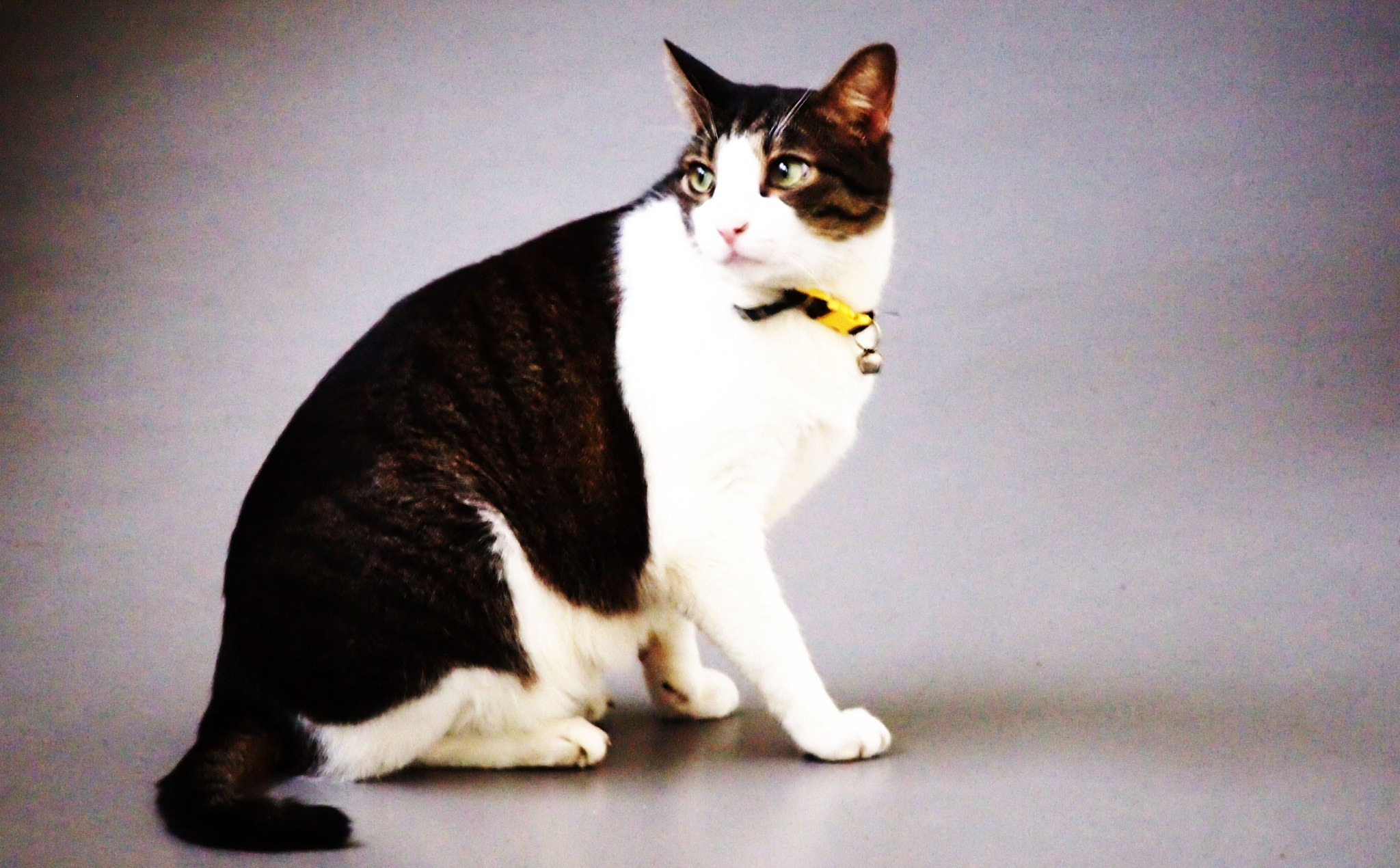 Olympus PEN E-PM1 sample photo. Darling mr. silly. photography
