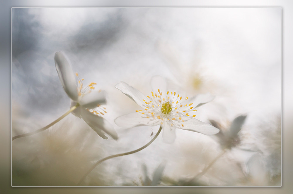 Nikon D300 sample photo. Wood anemone photography