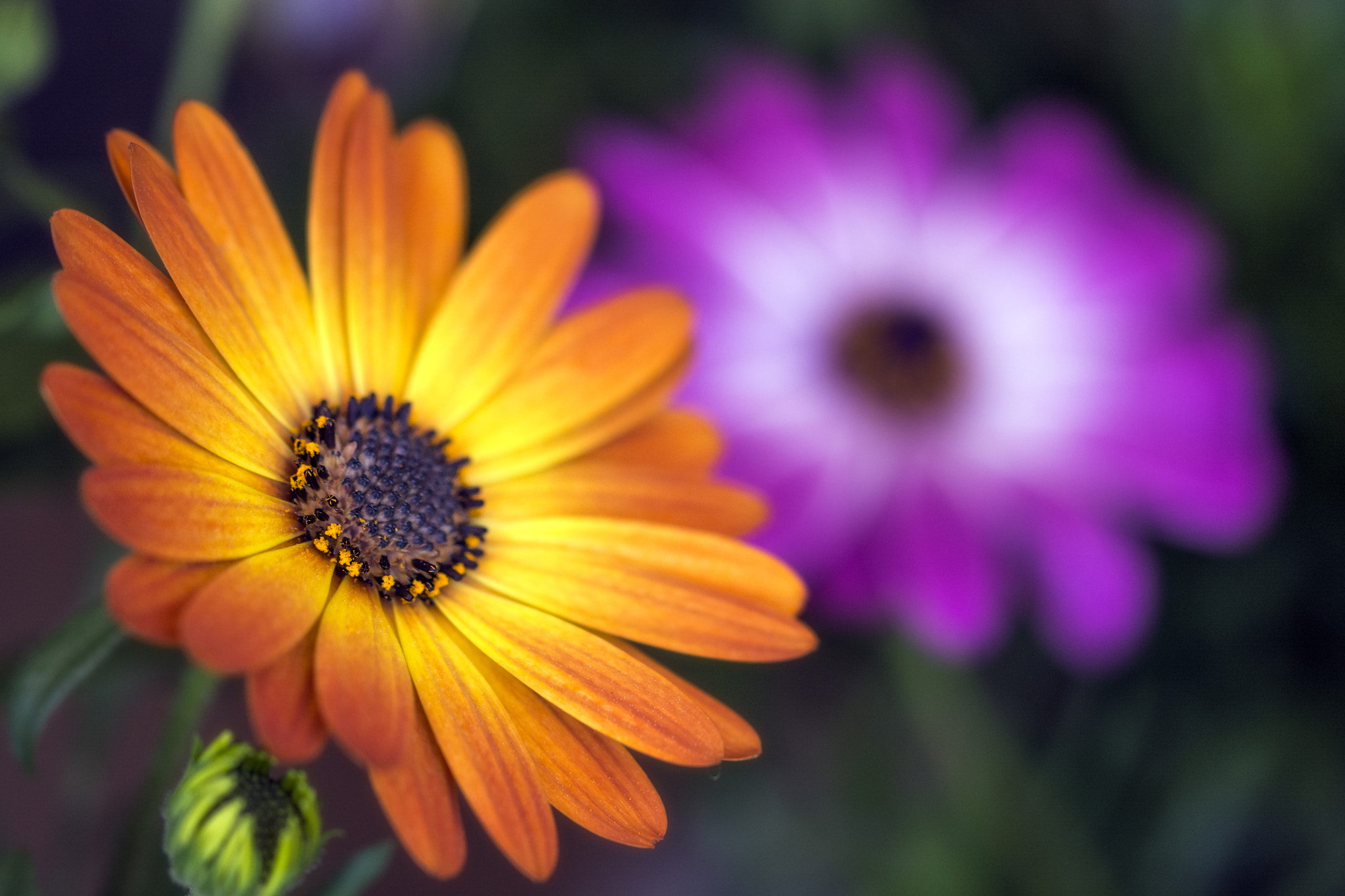 Sigma 105mm F2.8 EX DG OS HSM sample photo. Spring is coming 11 photography