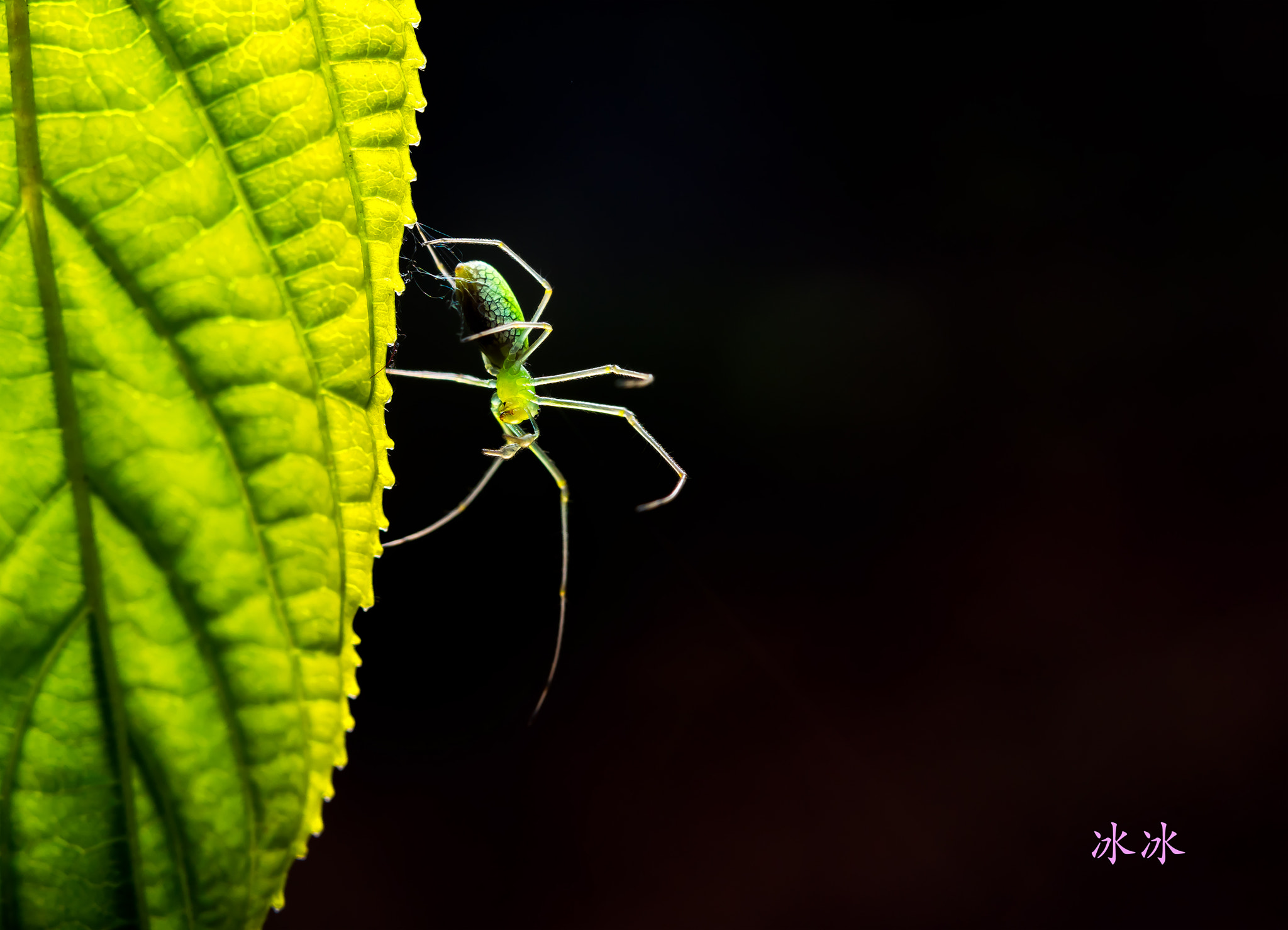 Nikon AF-S Micro-Nikkor 60mm F2.8G ED sample photo. Insect photography