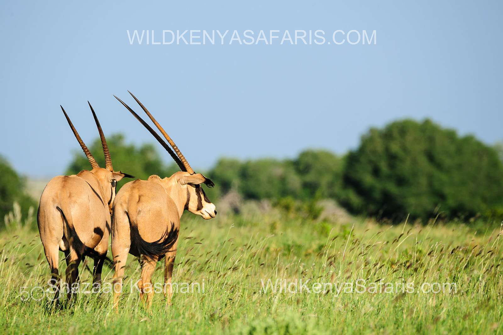 Nikon D700 sample photo. Oryx in tsavo east national park kenya photography