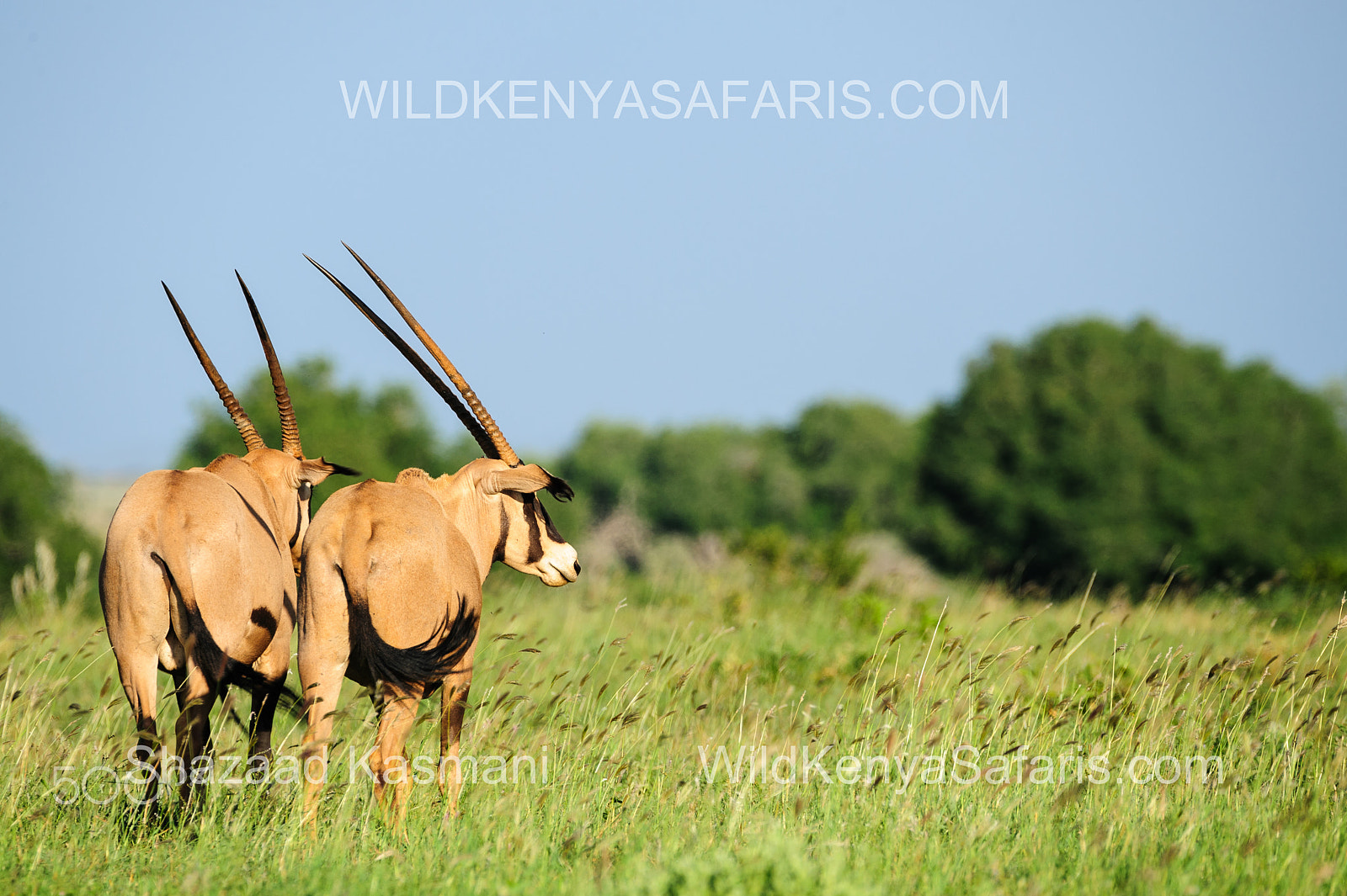 Sigma 150-600mm F5-6.3 DG OS HSM | C sample photo. Oryx in tsavo east national park kenya photography