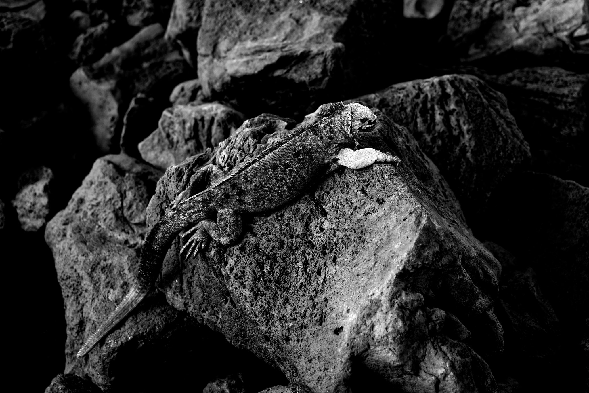 Sony a7 sample photo. Iguana b&w photography