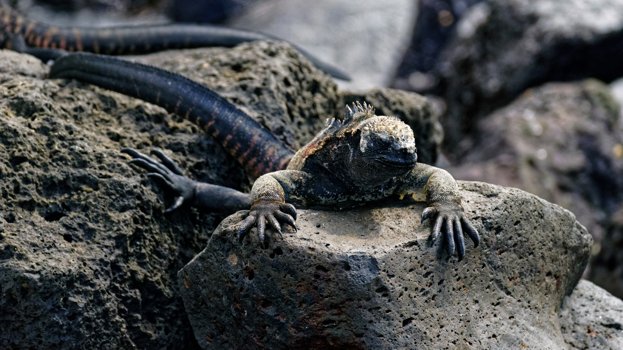 Sony 70-300mm F4.5-5.6 G SSM sample photo. Marine iguana photography