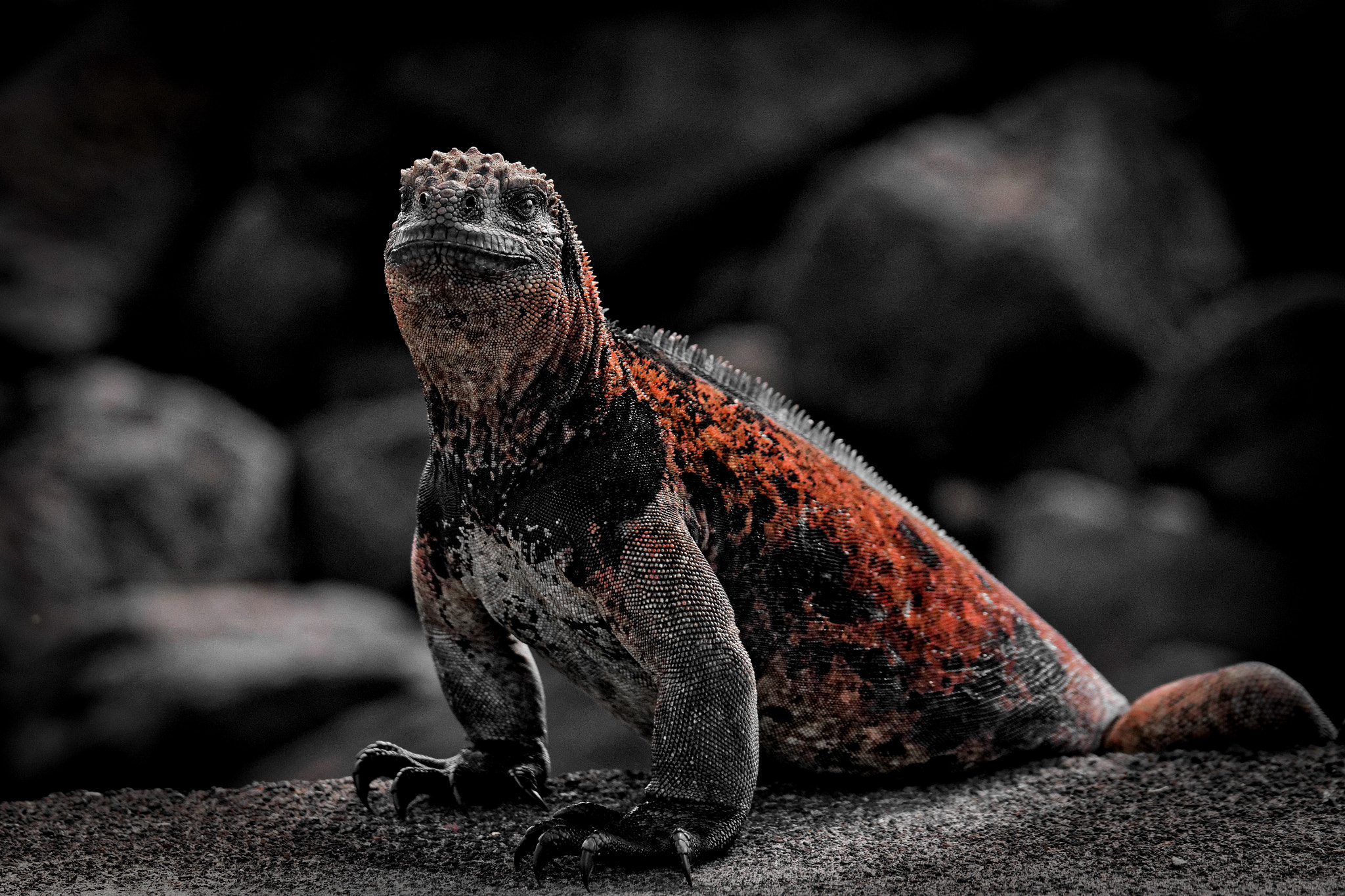 Sony 70-300mm F4.5-5.6 G SSM sample photo. Red iguana photography