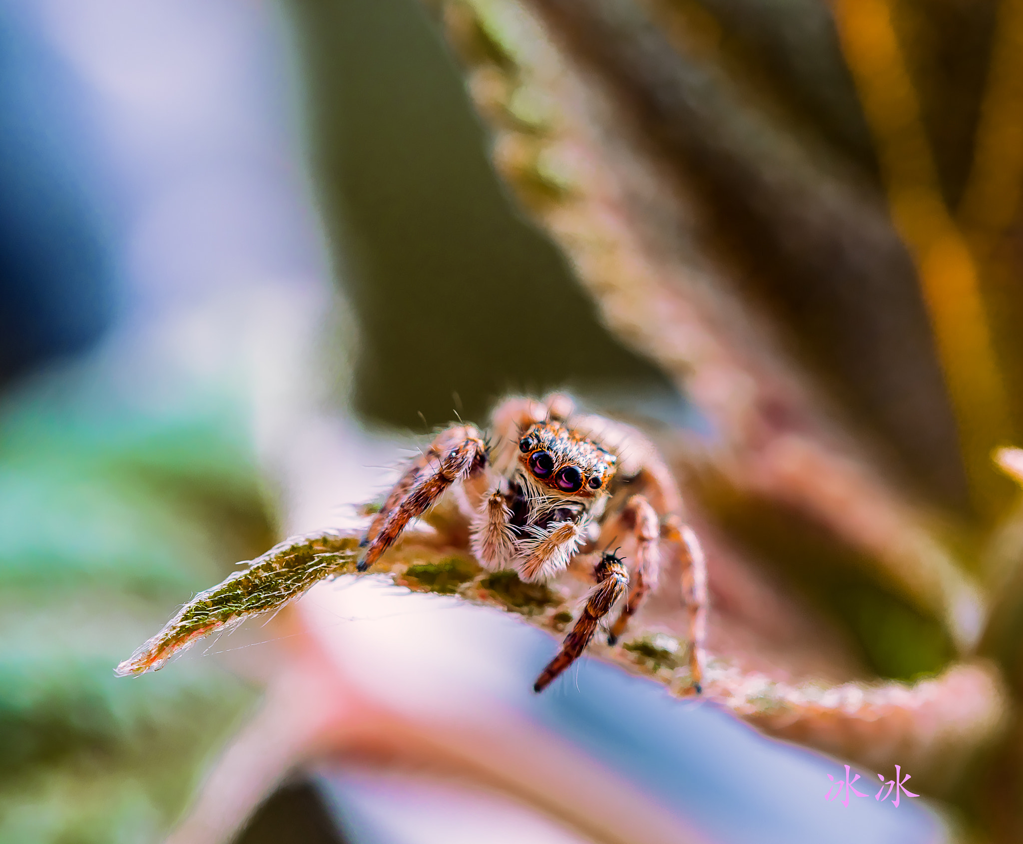 Nikon AF-S Micro-Nikkor 60mm F2.8G ED sample photo. Insect photography