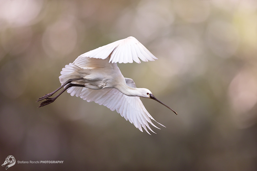 Canon EF 300mm F2.8L IS USM sample photo. Fly photography