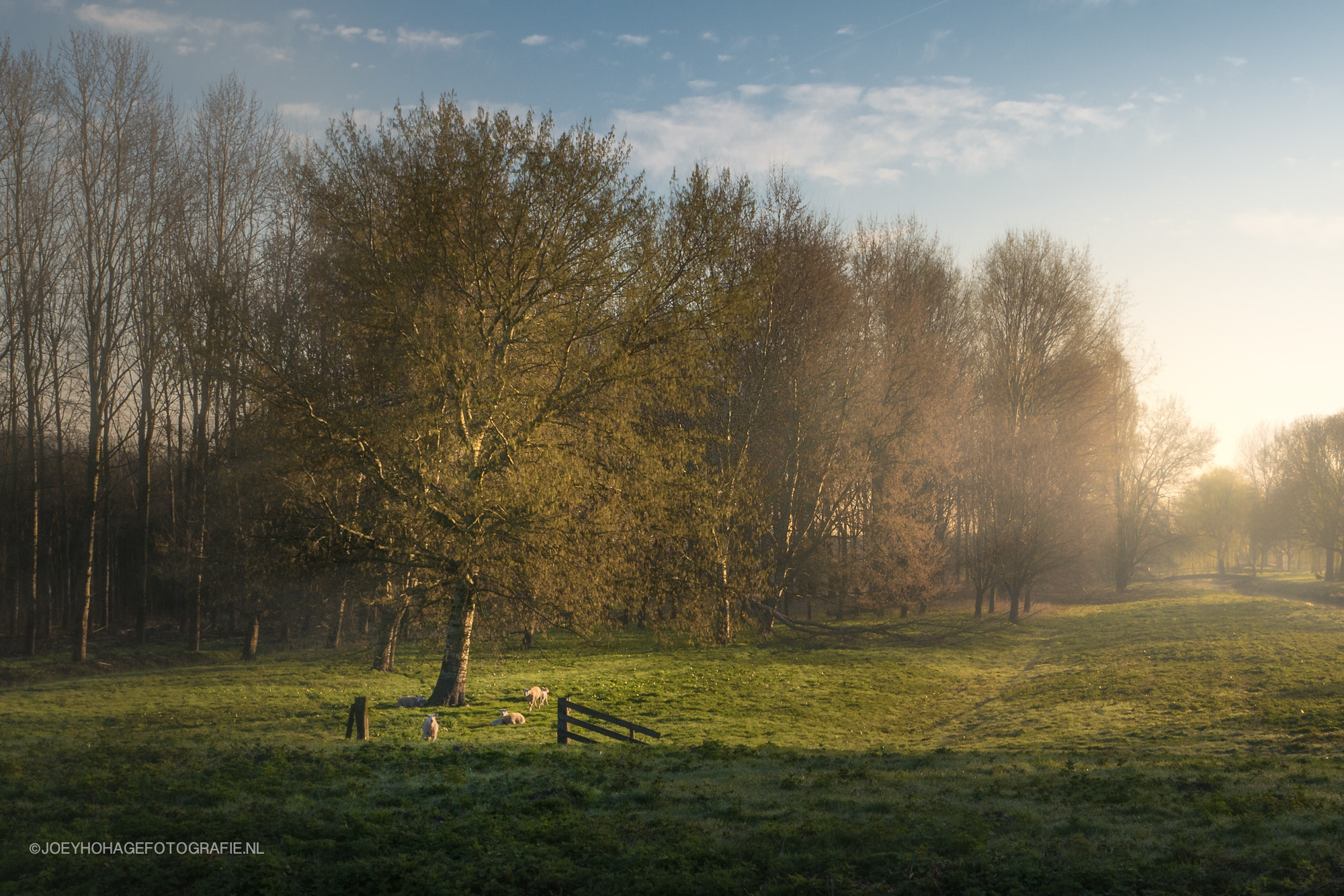 LUMIX G VARIO 12-35/F2.8II sample photo. Sheeps under the tree photography