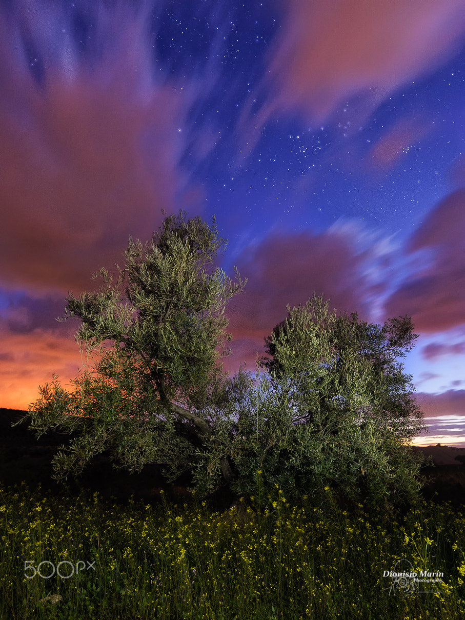 Nikon D610 + Nikon AF-S Nikkor 16-35mm F4G ED VR sample photo. Spring, olive tree and stars photography