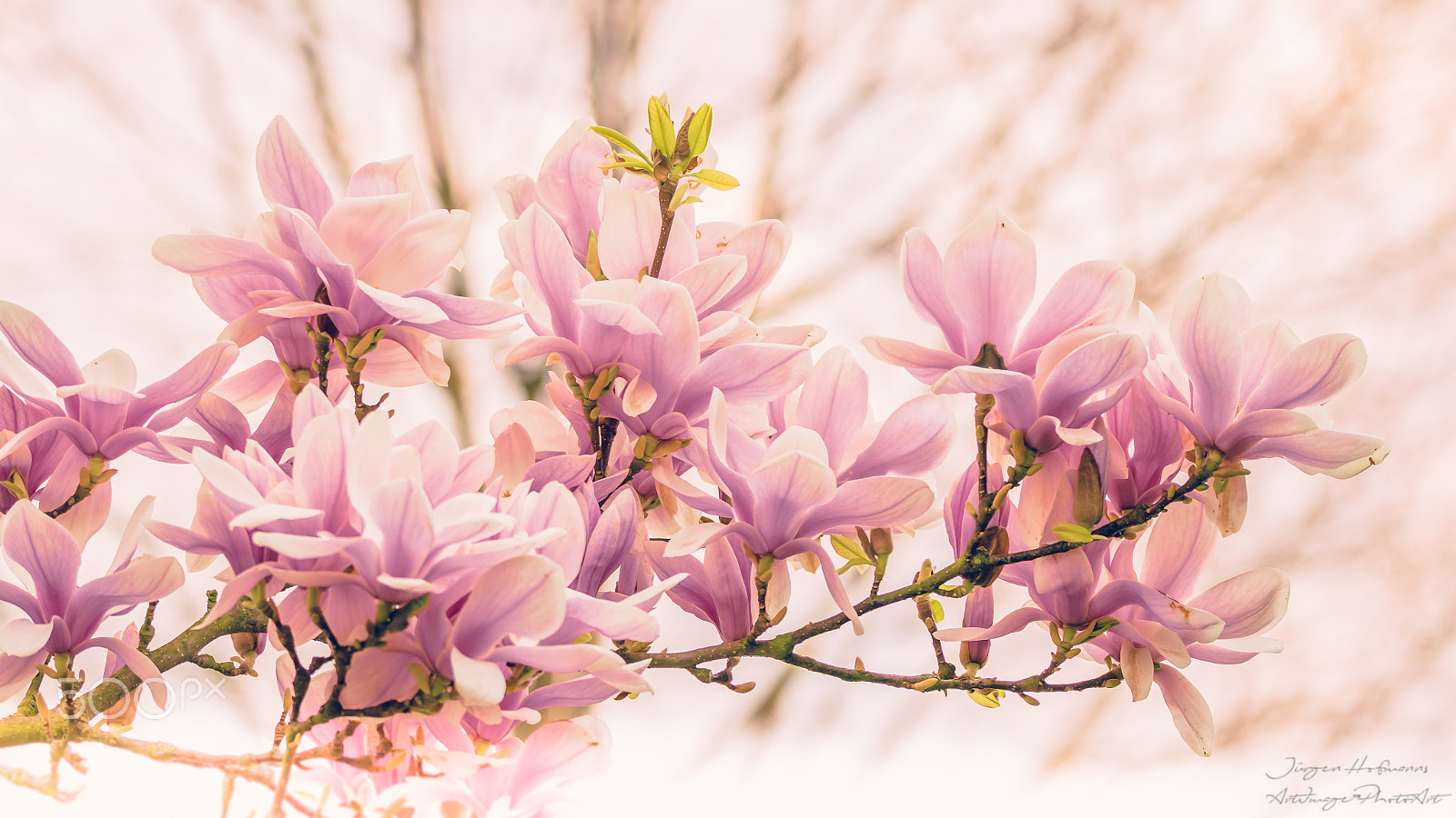 150-600mm F5-6.3 DG OS HSM | Contemporary 015 sample photo. Magnolia blossom photography