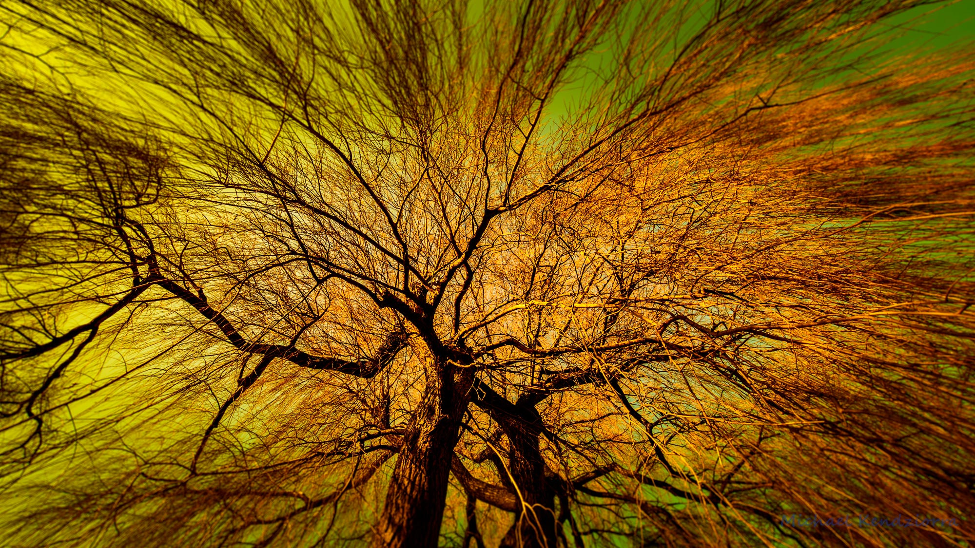 Sigma 10-20mm F3.5 EX DC HSM sample photo. Unterm baum photography