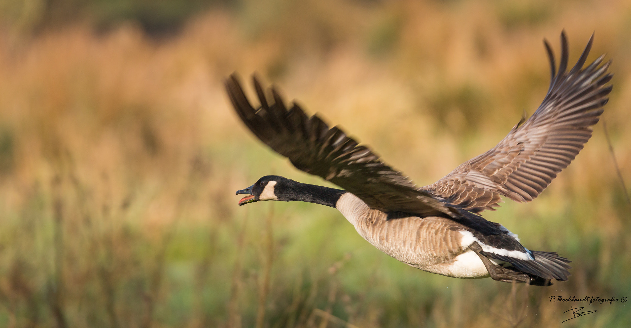150-600mm F5-6.3 DG OS HSM | Contemporary 015 sample photo. Goose photography