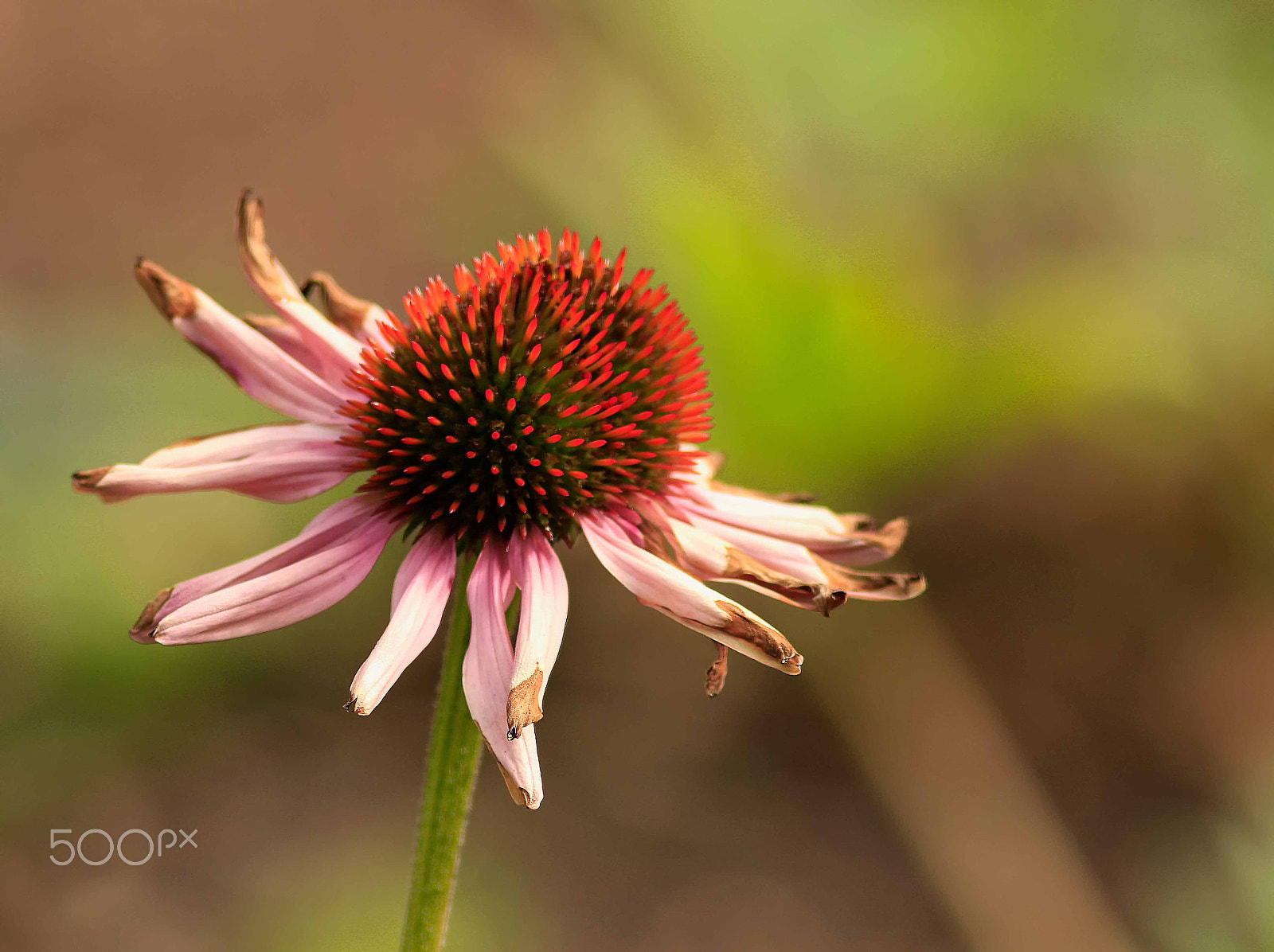 Canon EF 300mm F4L IS USM sample photo. Mount lofty botanical gardens south australia photography