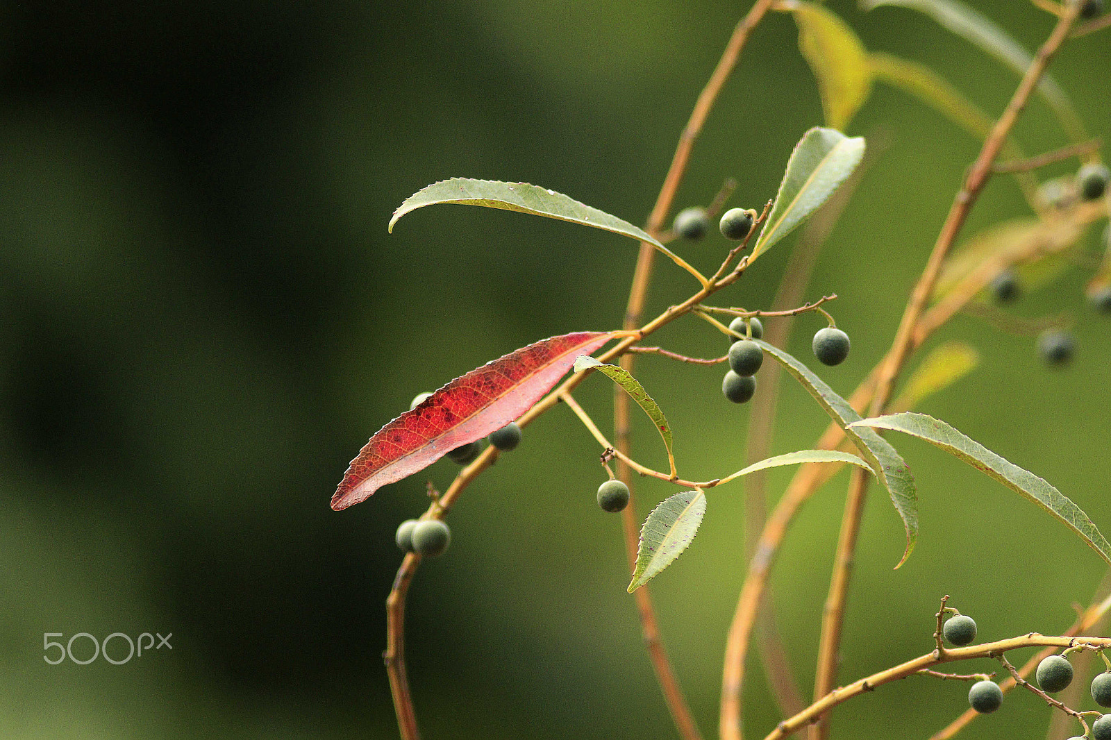 Canon EF 300mm F4L IS USM sample photo. Mount lofty botanical gardens south australia photography