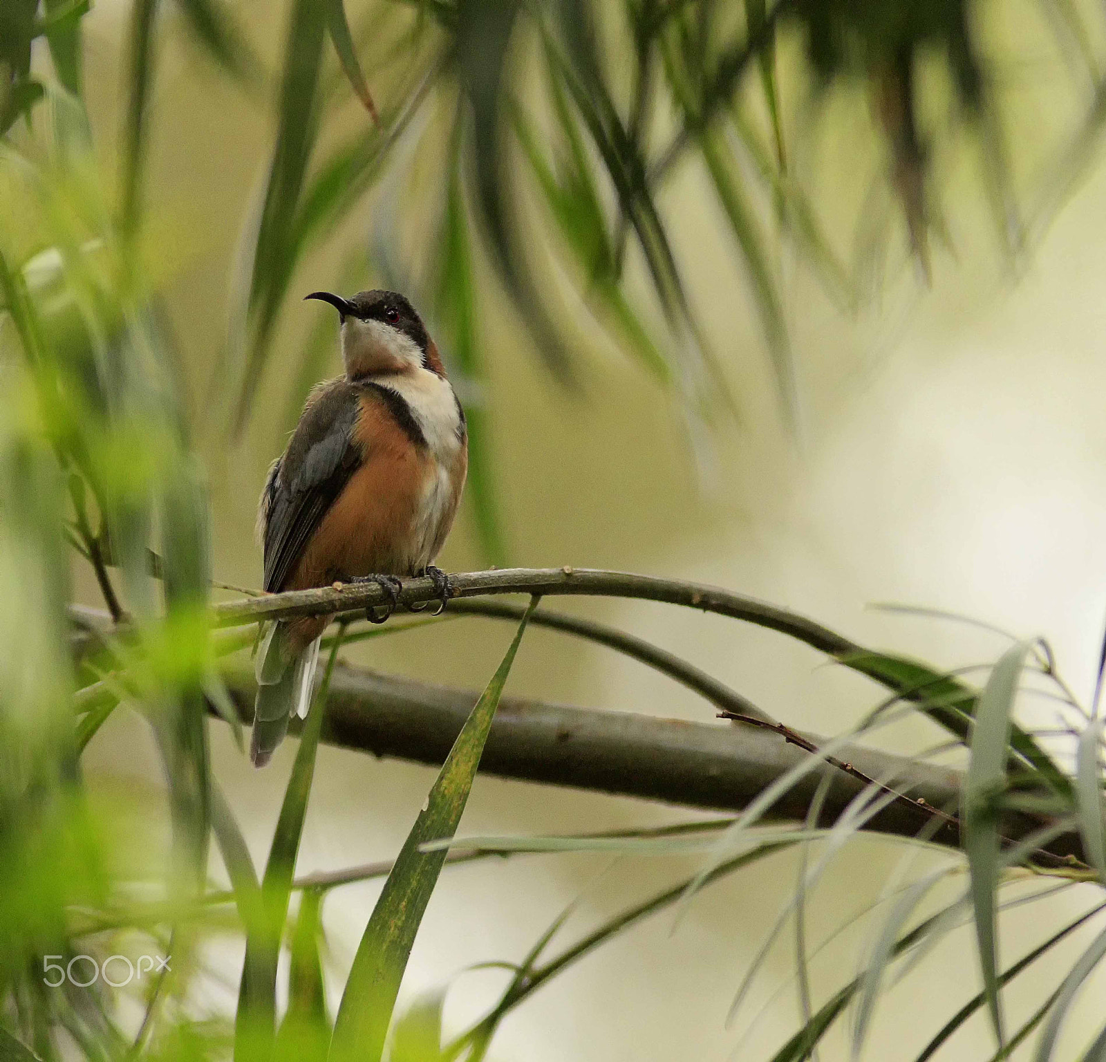 Canon EF 300mm F4L IS USM sample photo. Mount lofty botanical gardens south australia photography