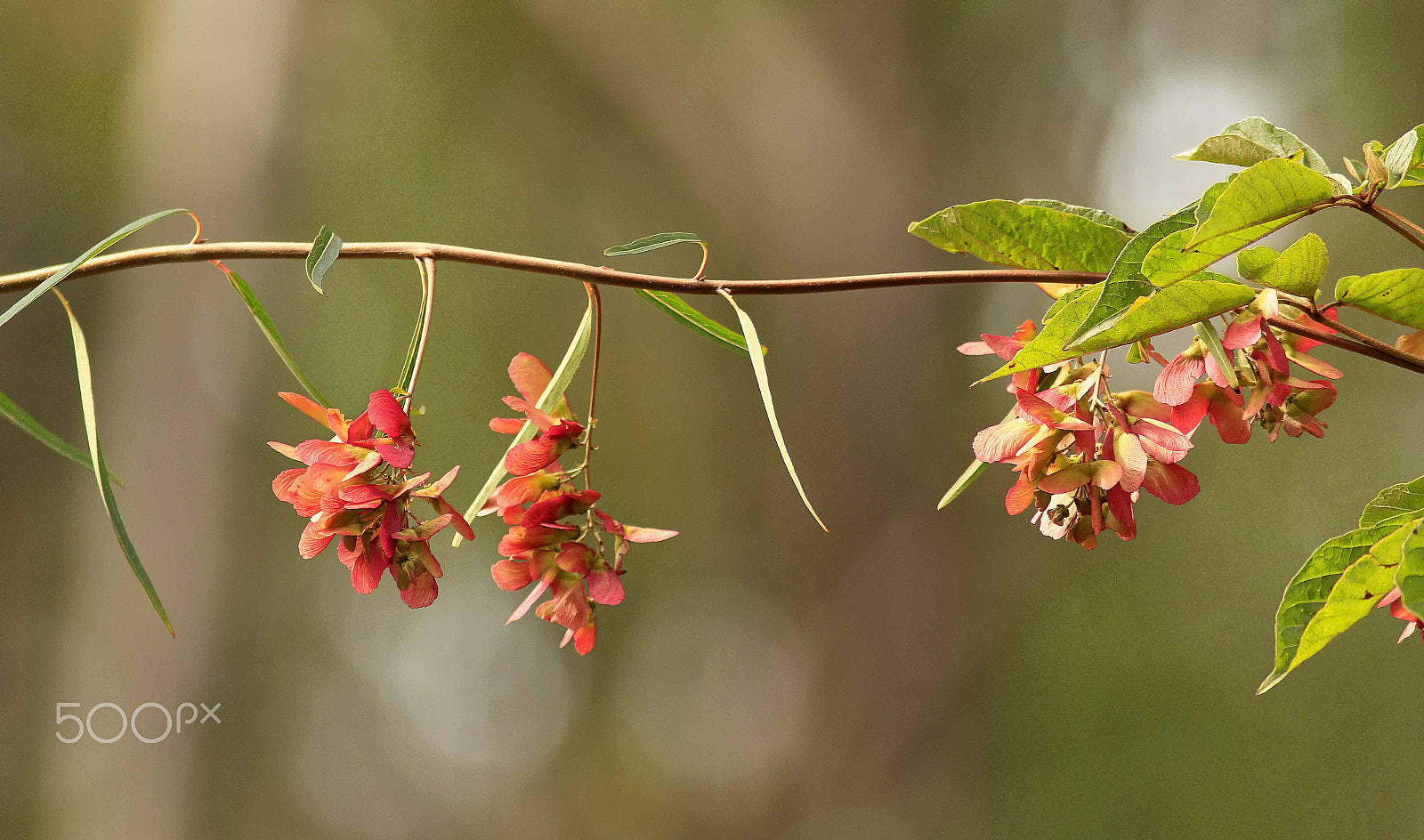 Canon EF 300mm F4L IS USM sample photo. Mount lofty botanical gardens south australia photography