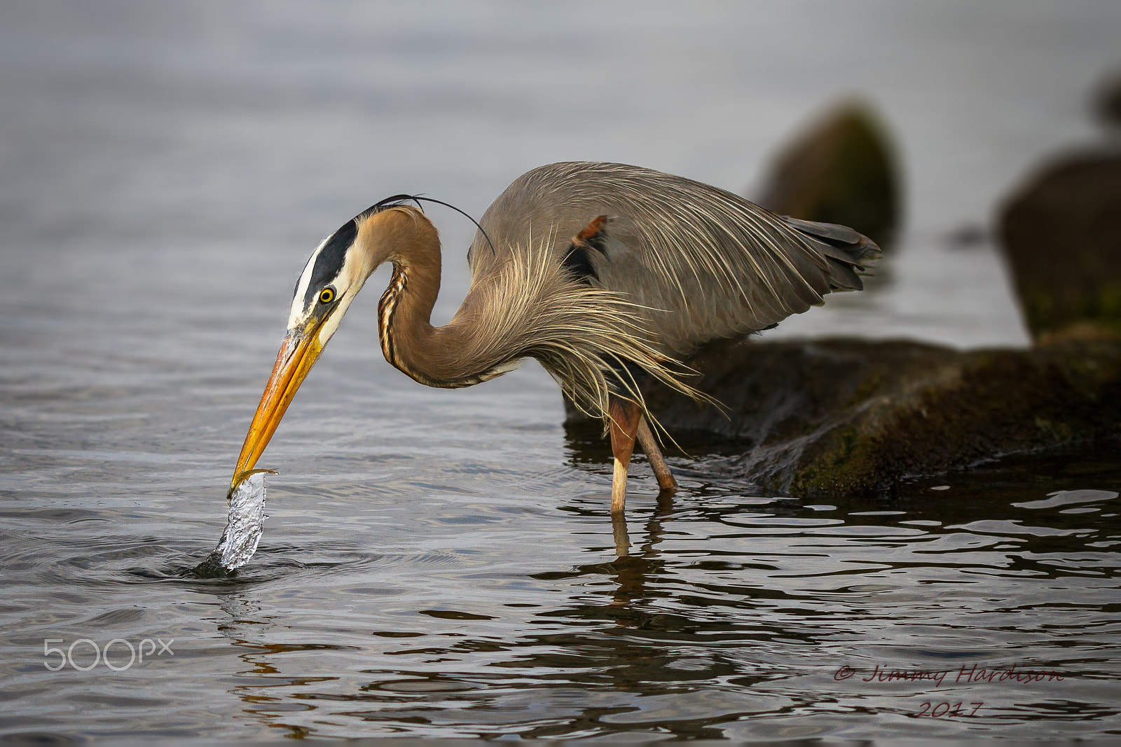 Canon EF 100-400mm F4.5-5.6L IS USM sample photo. The pluck photography