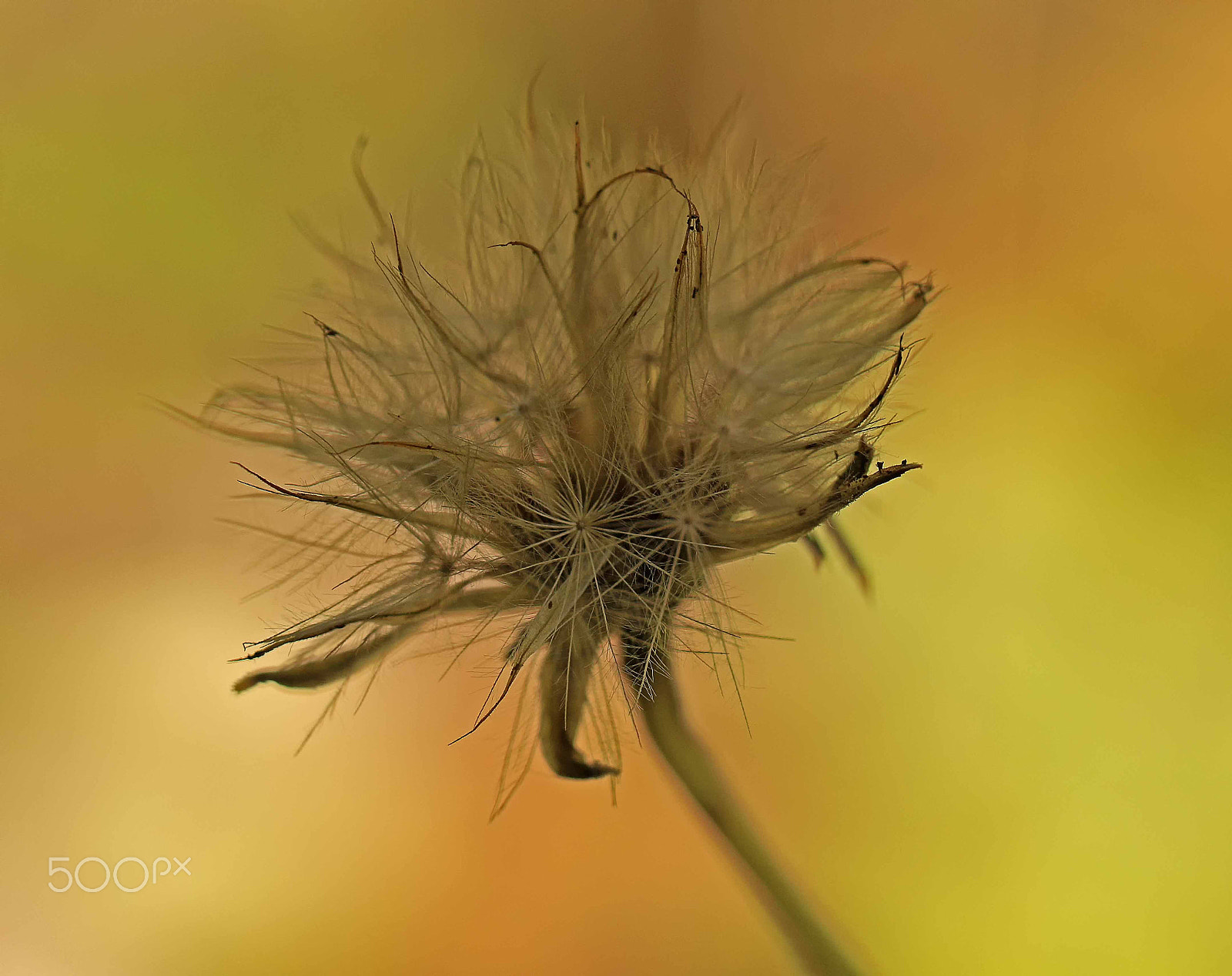 Canon EF 100mm F2.8L Macro IS USM sample photo. Mount lofty botanical gardens south australia photography