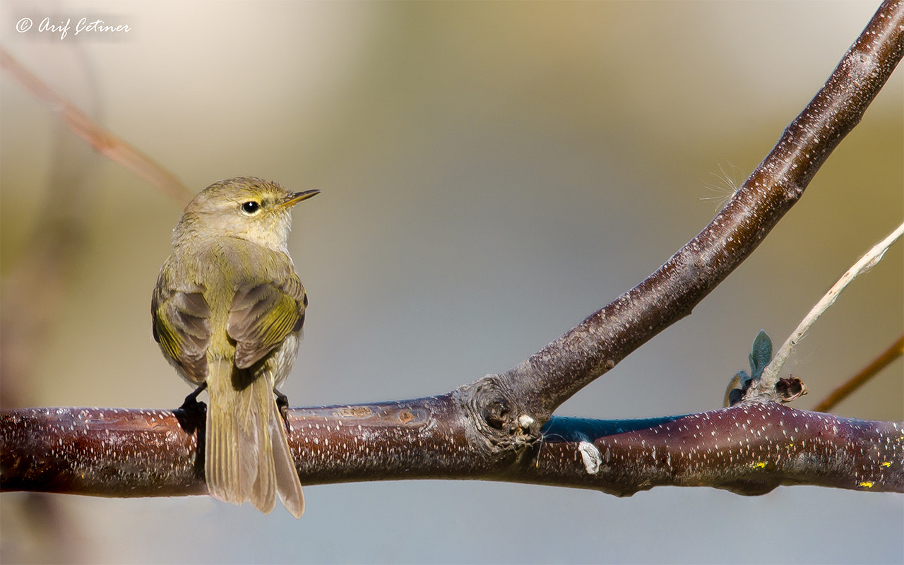 Sigma 150-500mm F5-6.3 DG OS HSM sample photo. .. photography