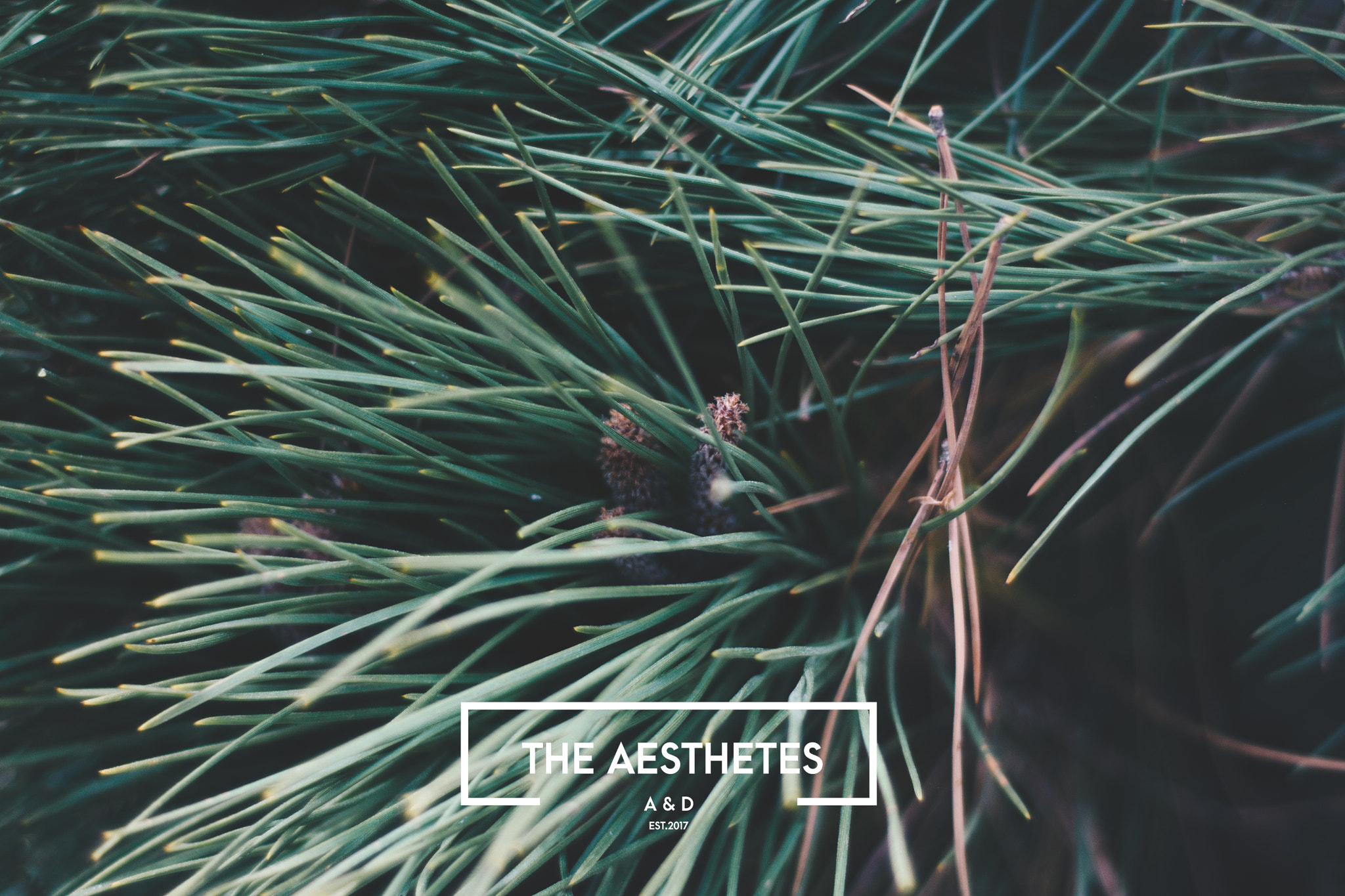 Nikon AF Nikkor 50mm F1.8D sample photo. Between two pines is a doorway to a new world photography