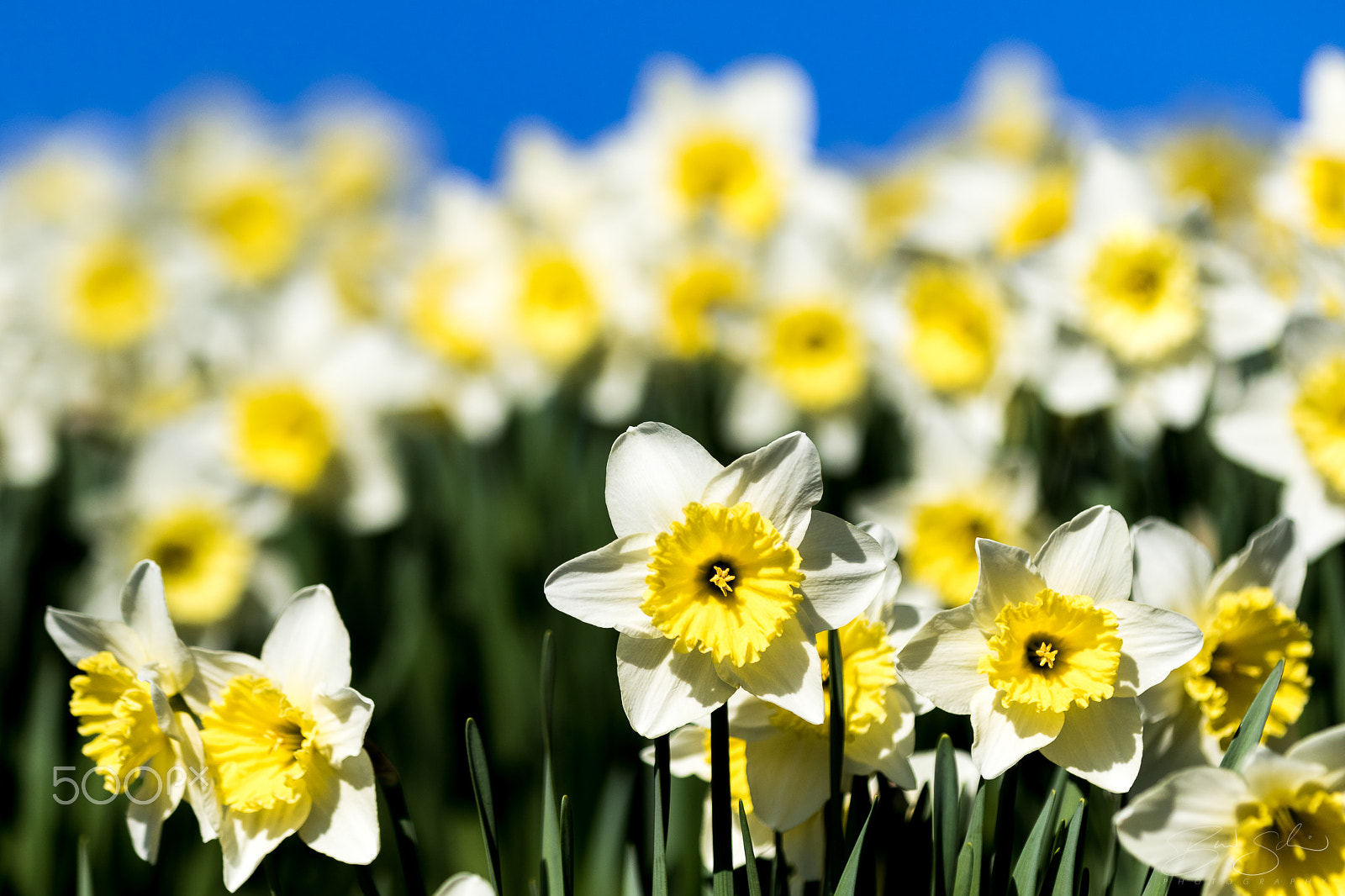 Canon EF 70-200mm F2.8L IS II USM sample photo. It's getting spring photography