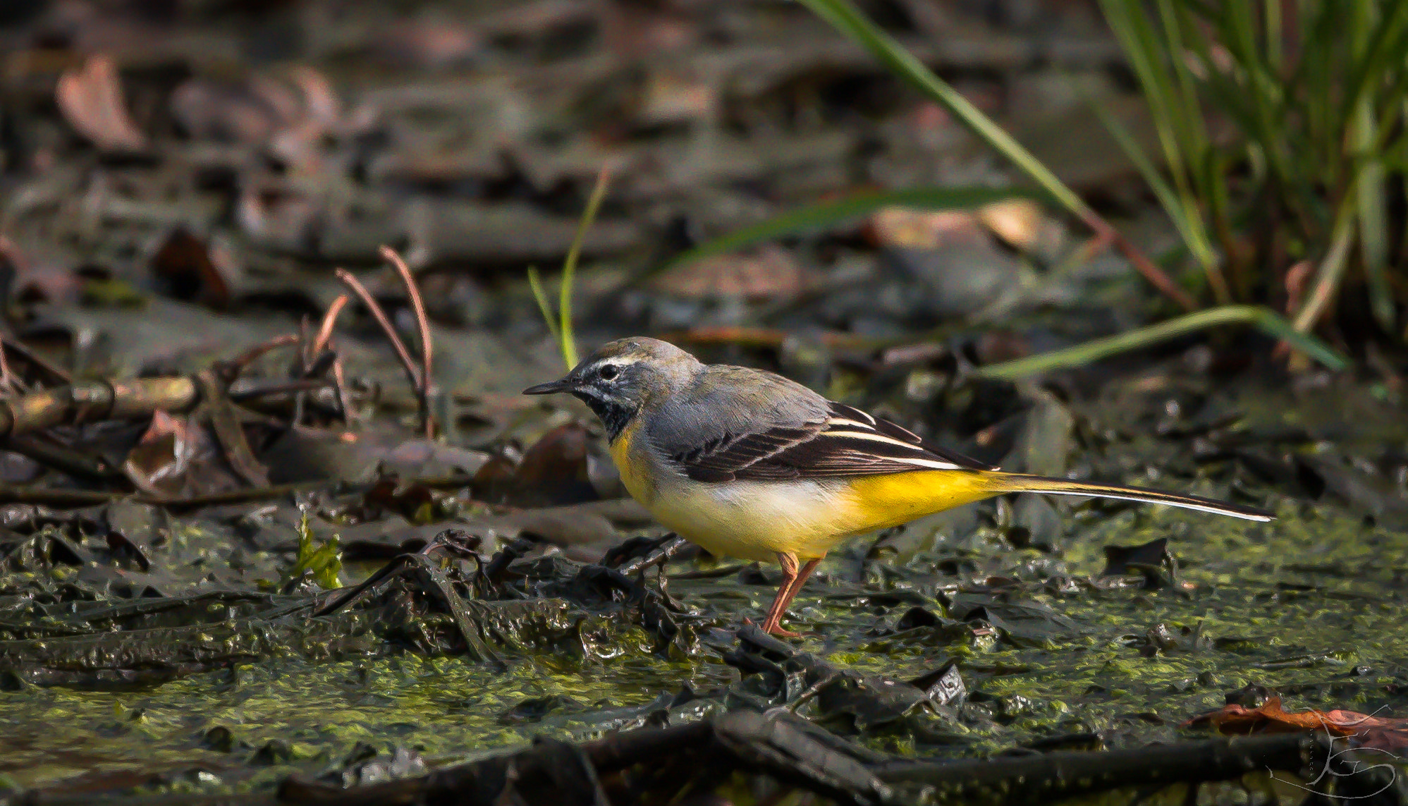 Sigma 150-600mm F5-6.3 DG OS HSM | C sample photo. Grey wagtail photography