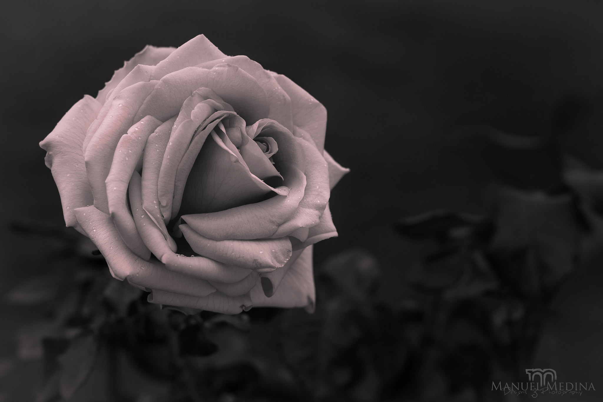 Canon EOS 1100D (EOS Rebel T3 / EOS Kiss X50) + Canon EF 50mm F1.8 II sample photo. La rosa creece... photography