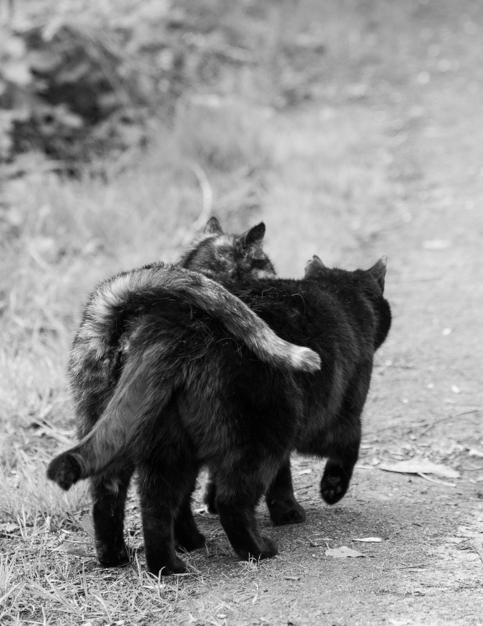 Canon EF 70-300mm F4-5.6 IS USM sample photo. Cats photography