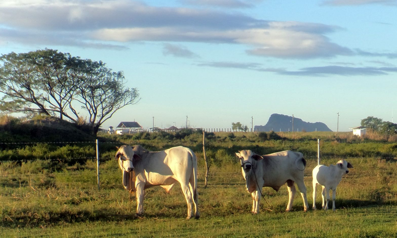 Sony Cyber-shot DSC-TF1 sample photo. Philippine cattle photography