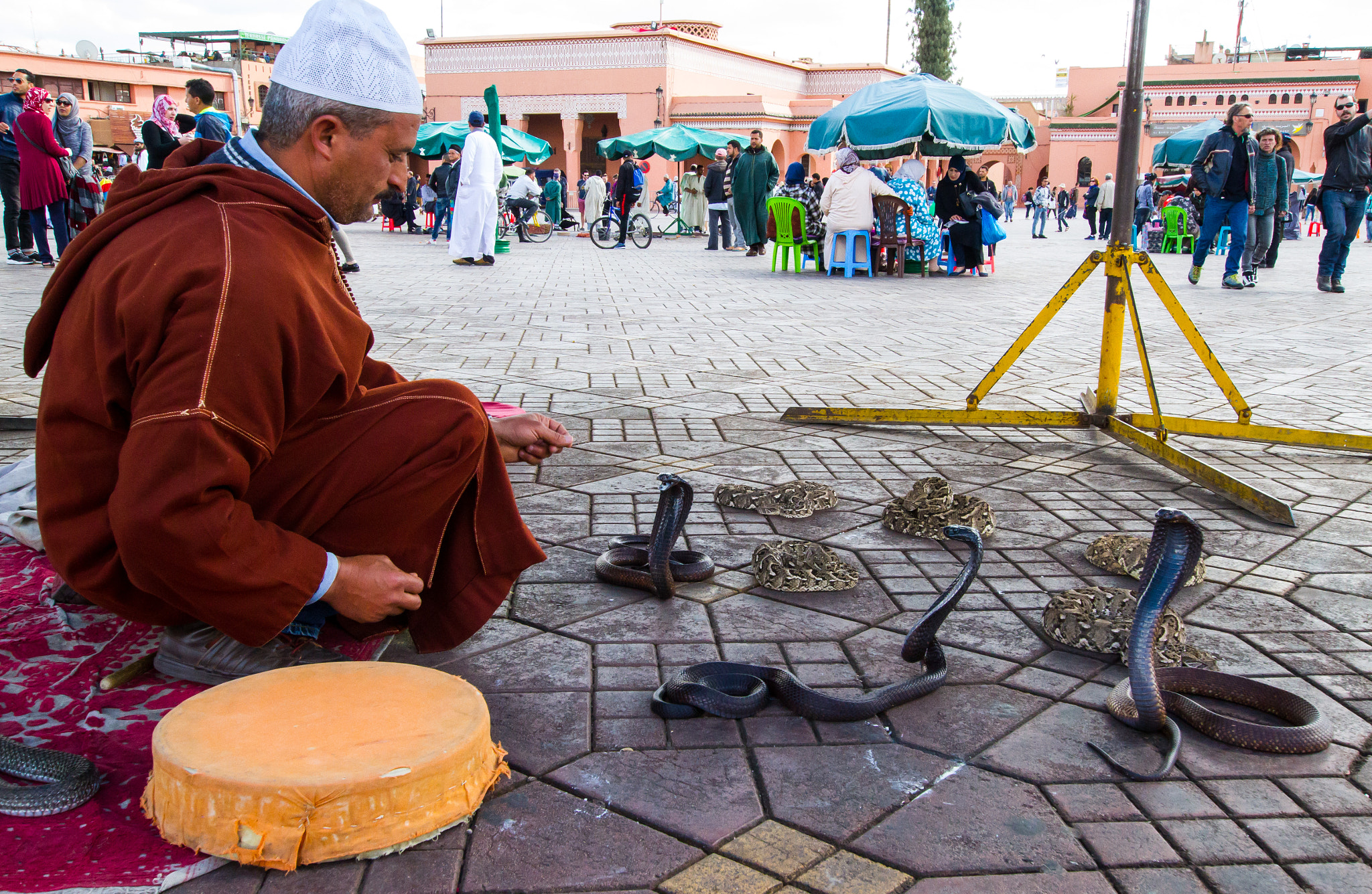 Sigma 10-20mm F3.5 EX DC HSM sample photo. Serpents photography