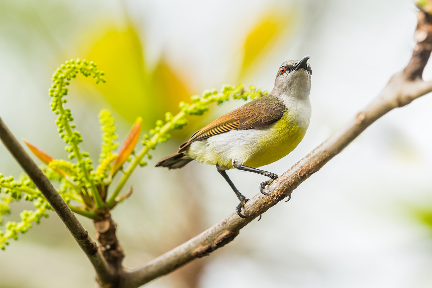 Sony a99 II + Sony 70-400mm F4-5.6 G SSM sample photo. Female purple-rumped sunbird photography