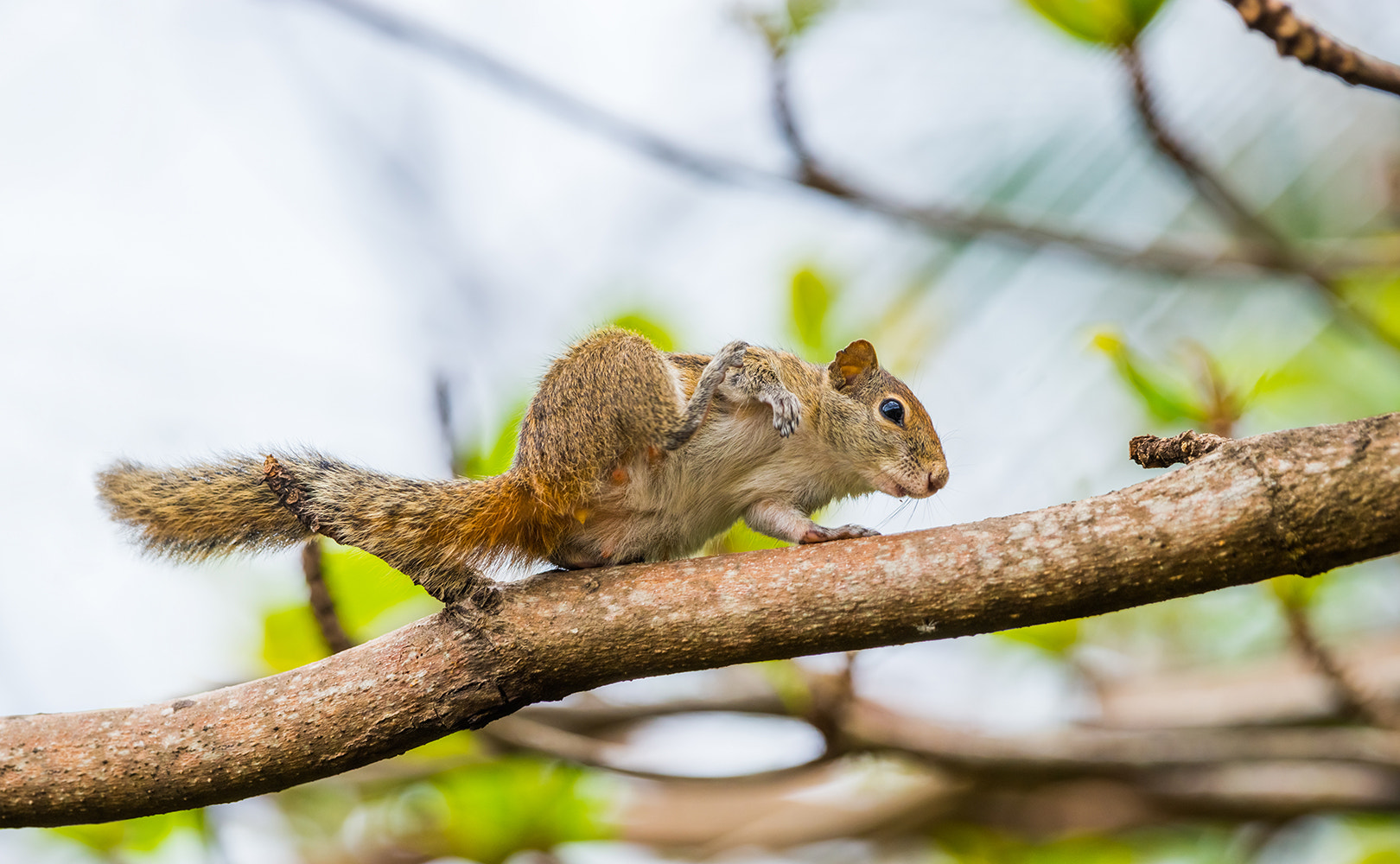 Sony 70-400mm F4-5.6 G SSM sample photo. Indian palm squirrel photography