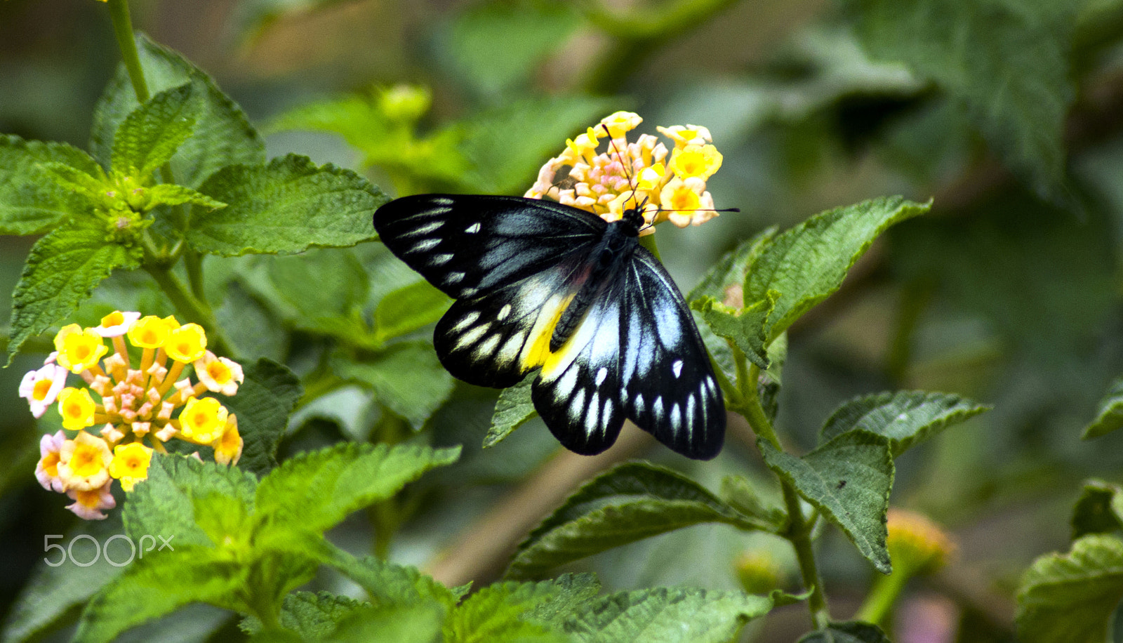 Nikon D90 sample photo. Delias pasithoe (male) photography