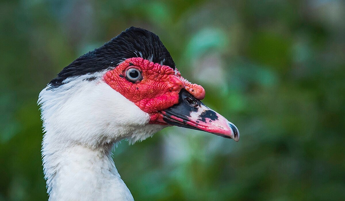 Nikon AF-S Nikkor 200-500mm F5.6E ED VR sample photo. Red face photography