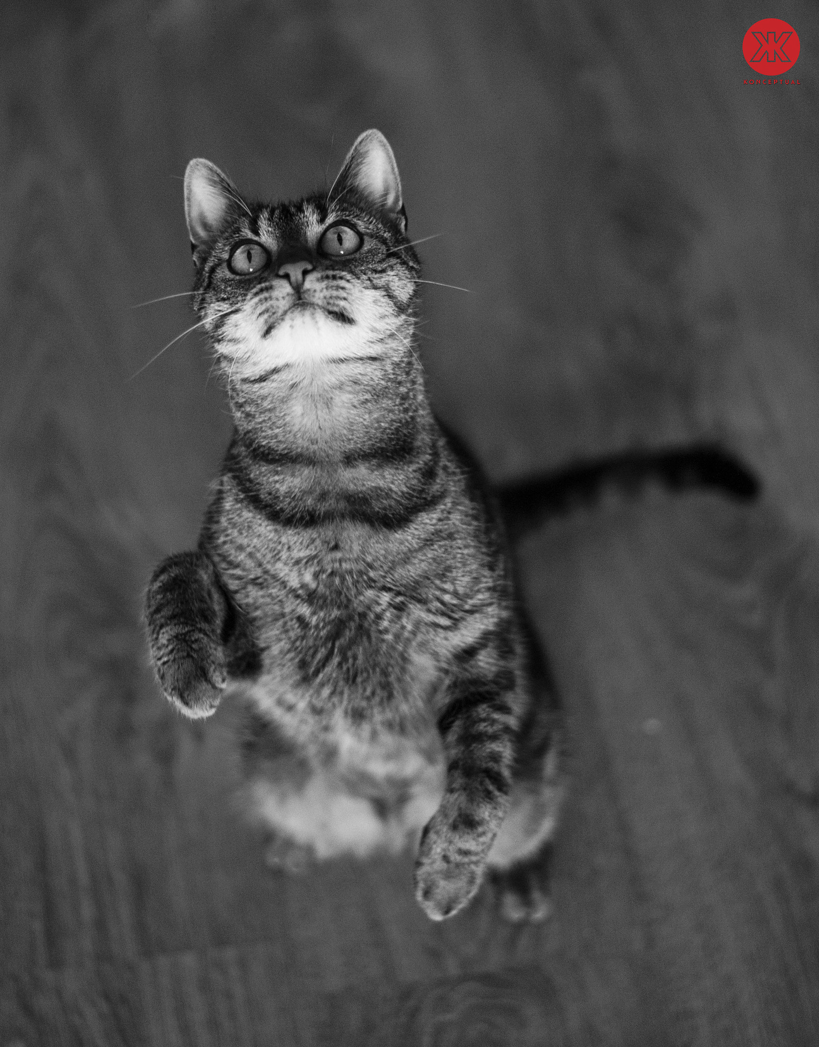 Nikon D700 + Nikon AF-S Nikkor 50mm F1.8G sample photo. . photography