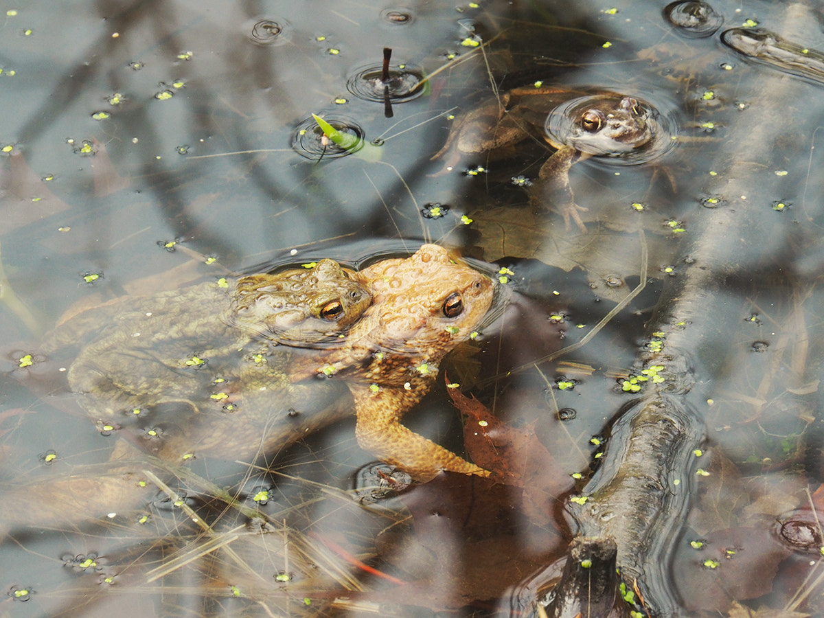 Olympus OM-D E-M10 II sample photo. Frogs photography