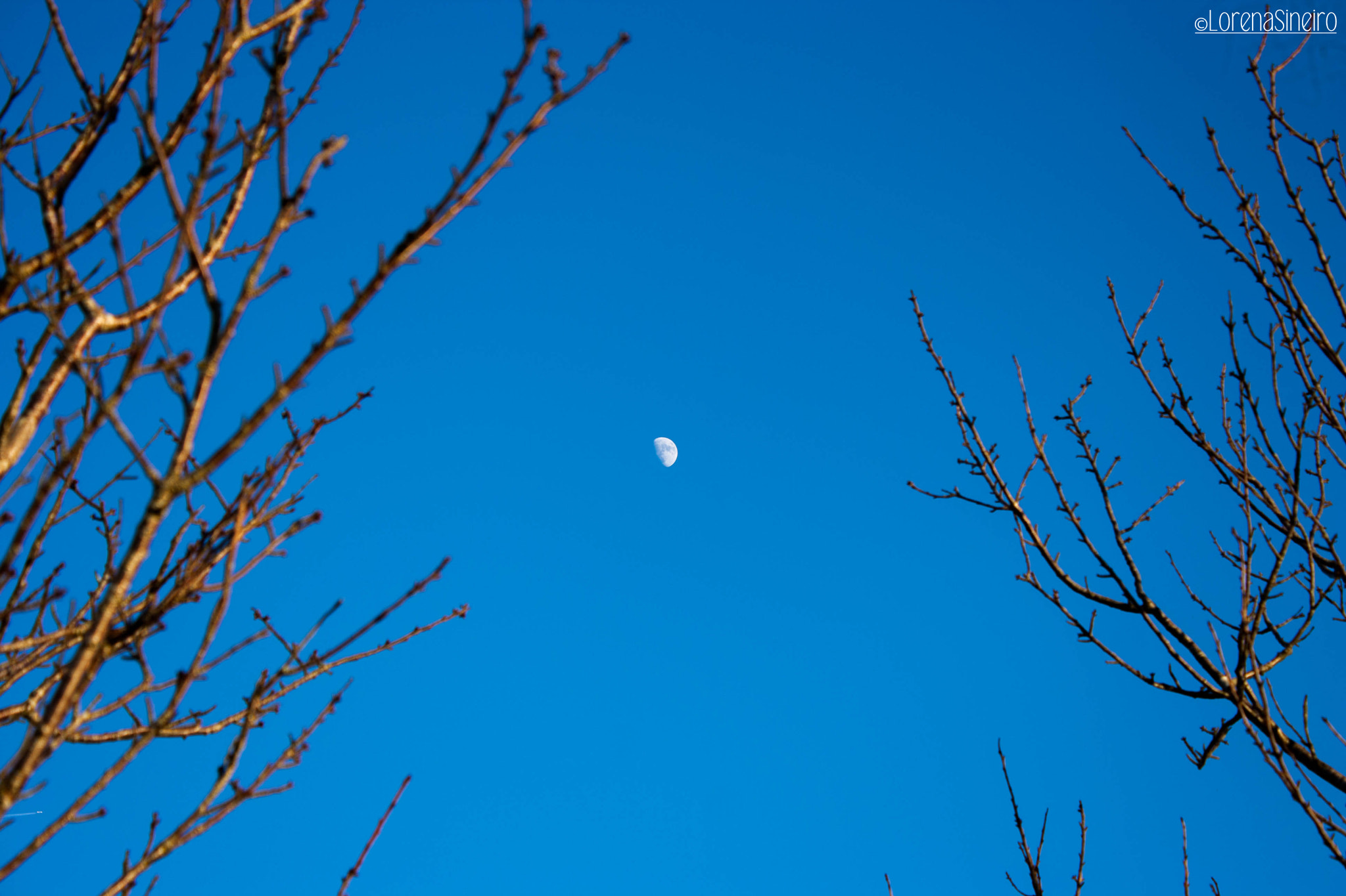 Canon EOS 1000D (EOS Digital Rebel XS / EOS Kiss F) sample photo. Moon in the sky photography
