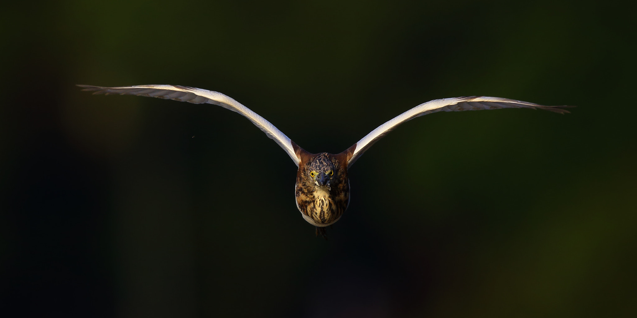 Canon EF 300mm F2.8L IS II USM sample photo. Majesty photography