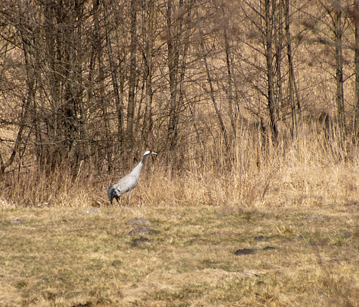 Sony Alpha DSLR-A300 + DT 18-270mm F3.5-6.3 SSM sample photo. Podglądanie wiosny 3 photography