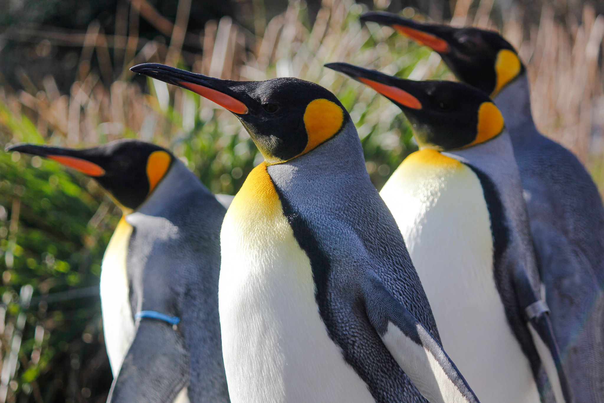 Canon EF-S 55-250mm F4-5.6 IS II sample photo. The king and his gang! photography