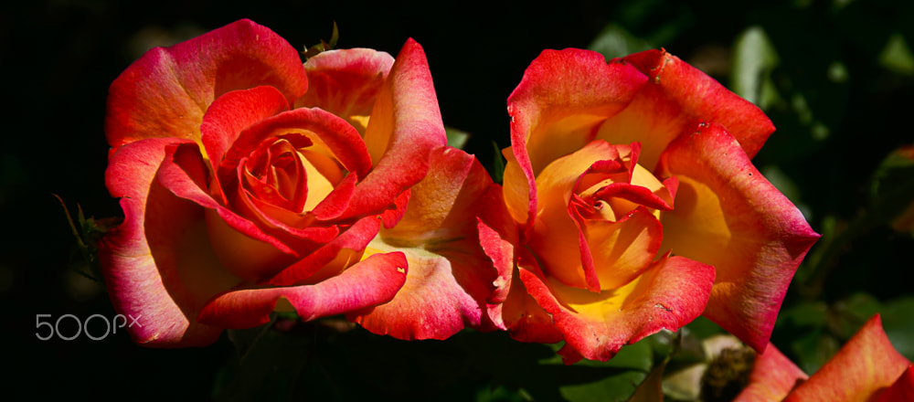 Sigma 17-70mm F2.8-4 DC Macro OS HSM | C sample photo. Multicolored photography