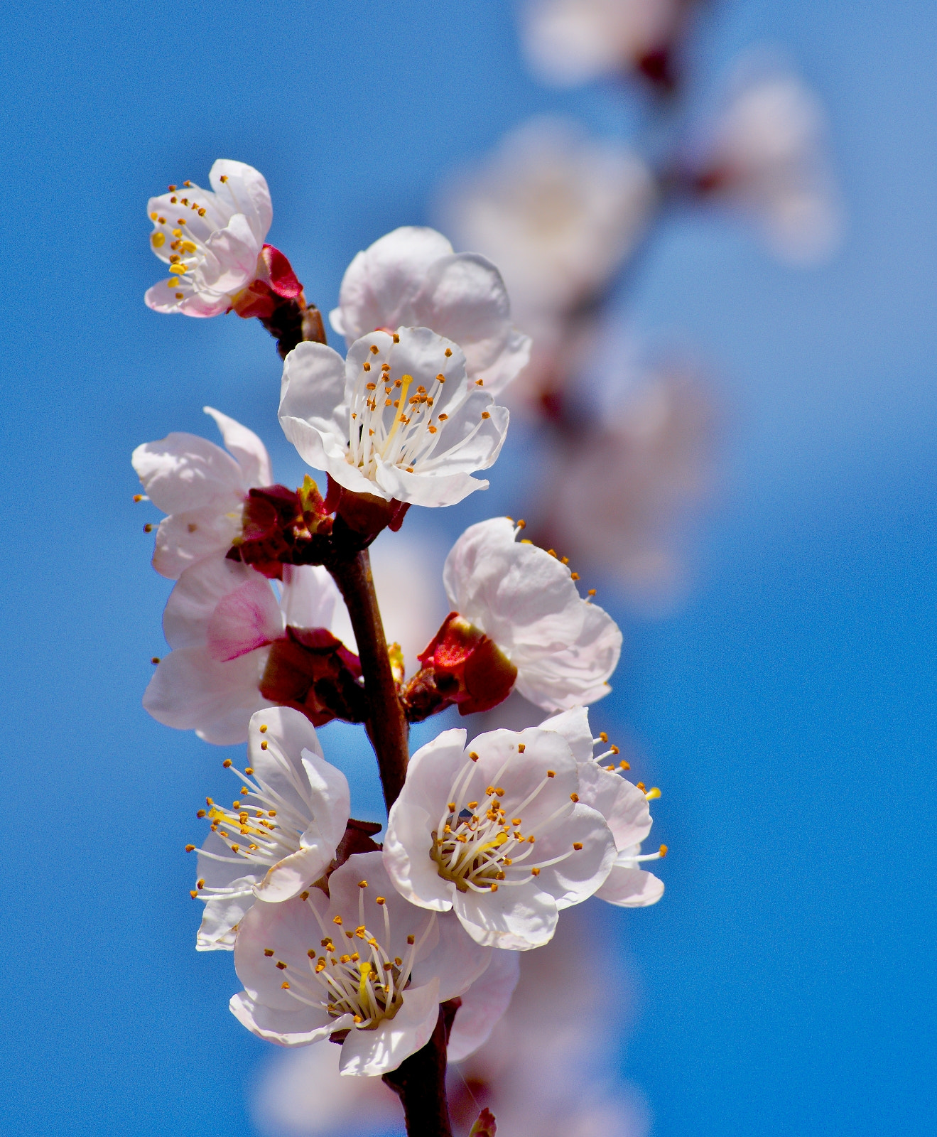 Nikon D7200 sample photo. Springtime.. photography