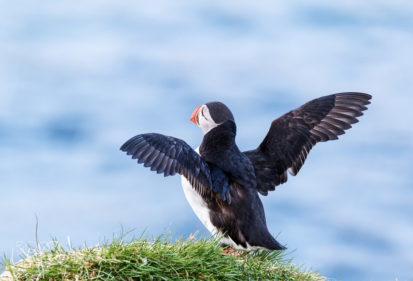 150-600mm F5-6.3 DG OS HSM | Contemporary 015 sample photo. Puffin photography