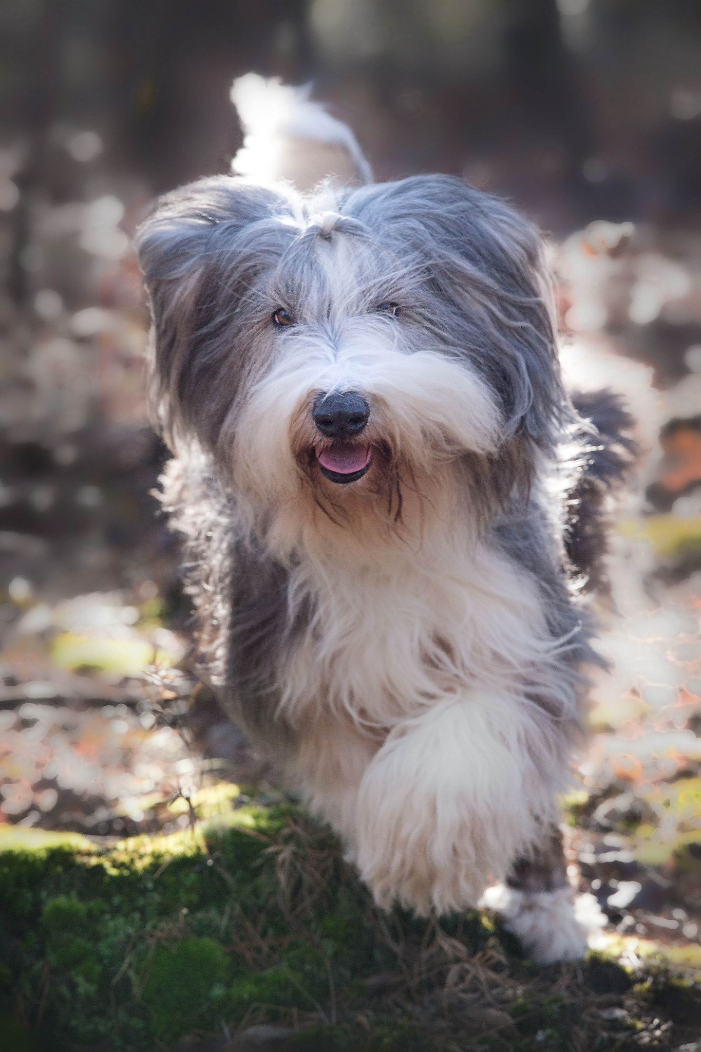 Canon EOS 6D + Canon EF 70-200mm F4L IS USM sample photo. Img photography