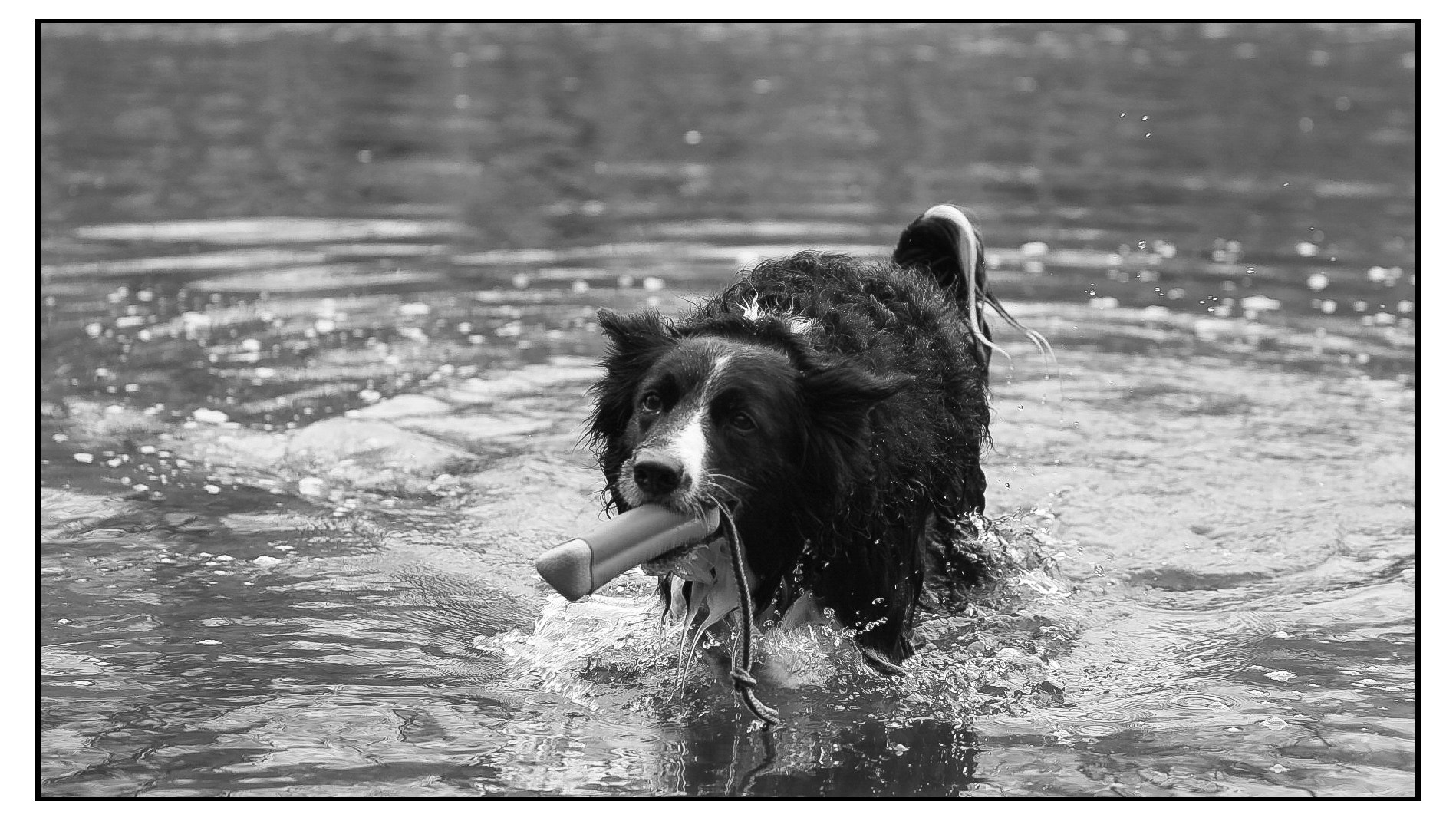 Canon EOS 40D + Canon EF 70-200mm F4L IS USM sample photo. Border collie photography