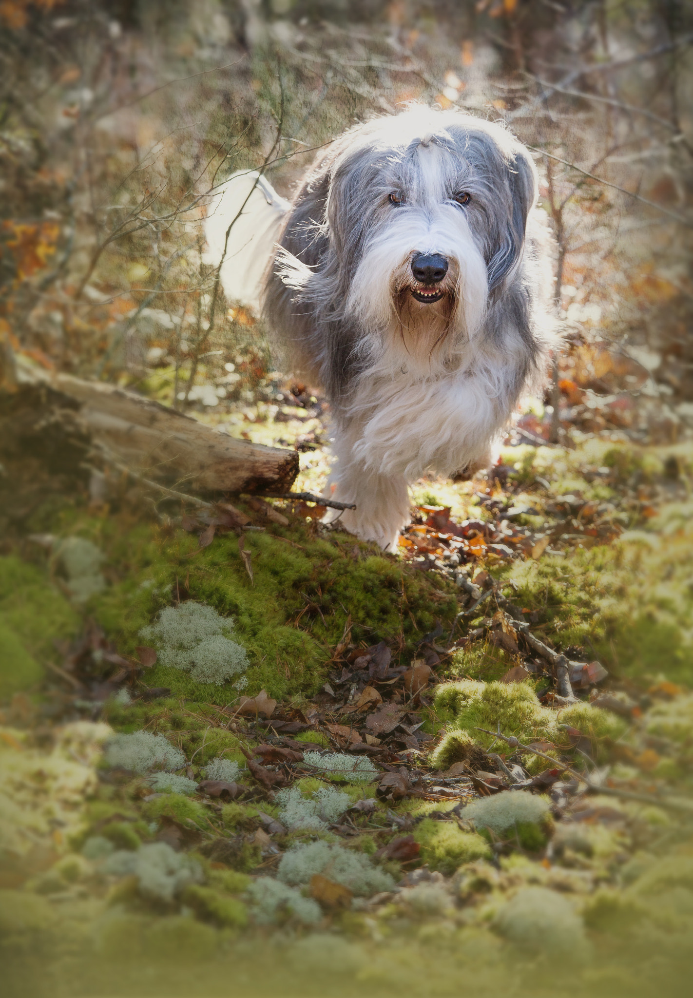 Canon EOS 6D + Canon EF 70-200mm F4L IS USM sample photo. Img photography