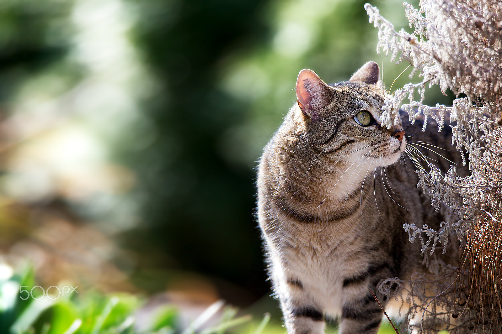 Tamron SP 150-600mm F5-6.3 Di VC USD sample photo. Miko portrait photography