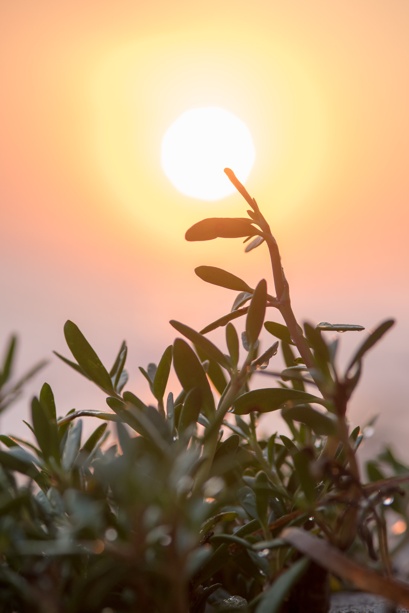 Pentax K-1 + smc PENTAX-FA 135mm F2.8 [IF] sample photo. Touching the sun photography